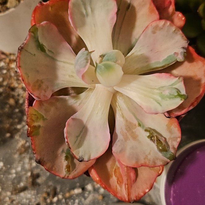Photo of the plant species Beyonce Rainbow Echeveria by @Heisenburg named Tupot amaroot on Greg, the plant care app
