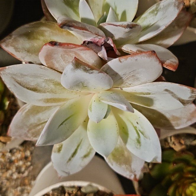 Photo of the plant species Echeveria 'White Lotus' by @Heisenburg named Walt on Greg, the plant care app