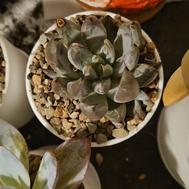 Photo of the plant species Echeveria unguiculata by @Heisenburg named Bodhi on Greg, the plant care app