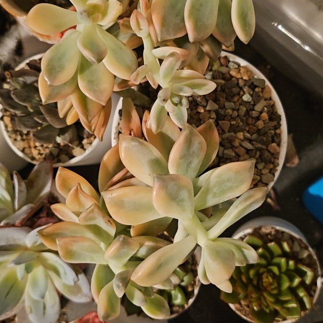 Photo of the plant species Graptopetalum Victor Kane by @Heisenburg named Anne on Greg, the plant care app