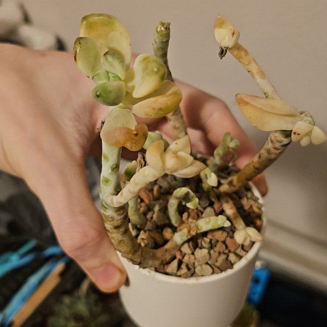 Photo of the plant species Assorted Graptopetalum by @Heisenburg named Drake on Greg, the plant care app