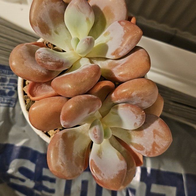 Photo of the plant species Assorted Graptopetalum by @Heisenburg named Graptopetalum Pink Egg on Greg, the plant care app