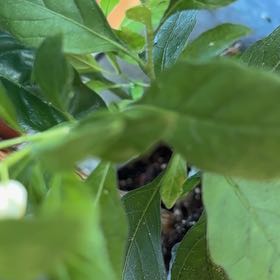Photo of the plant species Jerusalem Cherry by @SportWhitebrush named Girlfrond on Greg, the plant care app