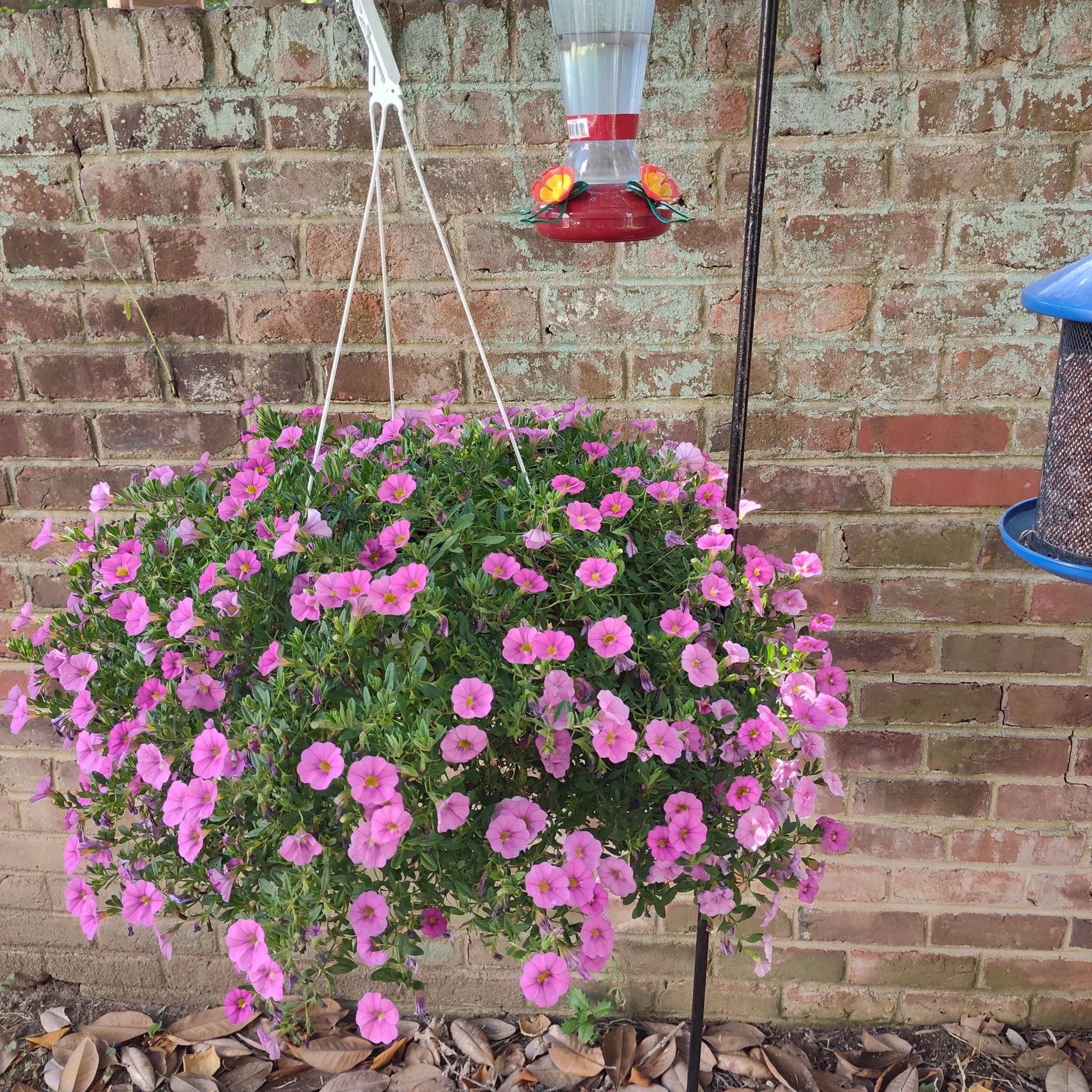 Photo of the plant species Superbells® Doublette Love Swept™ by @RadPaurocotylis named Pinky on Greg, the plant care app