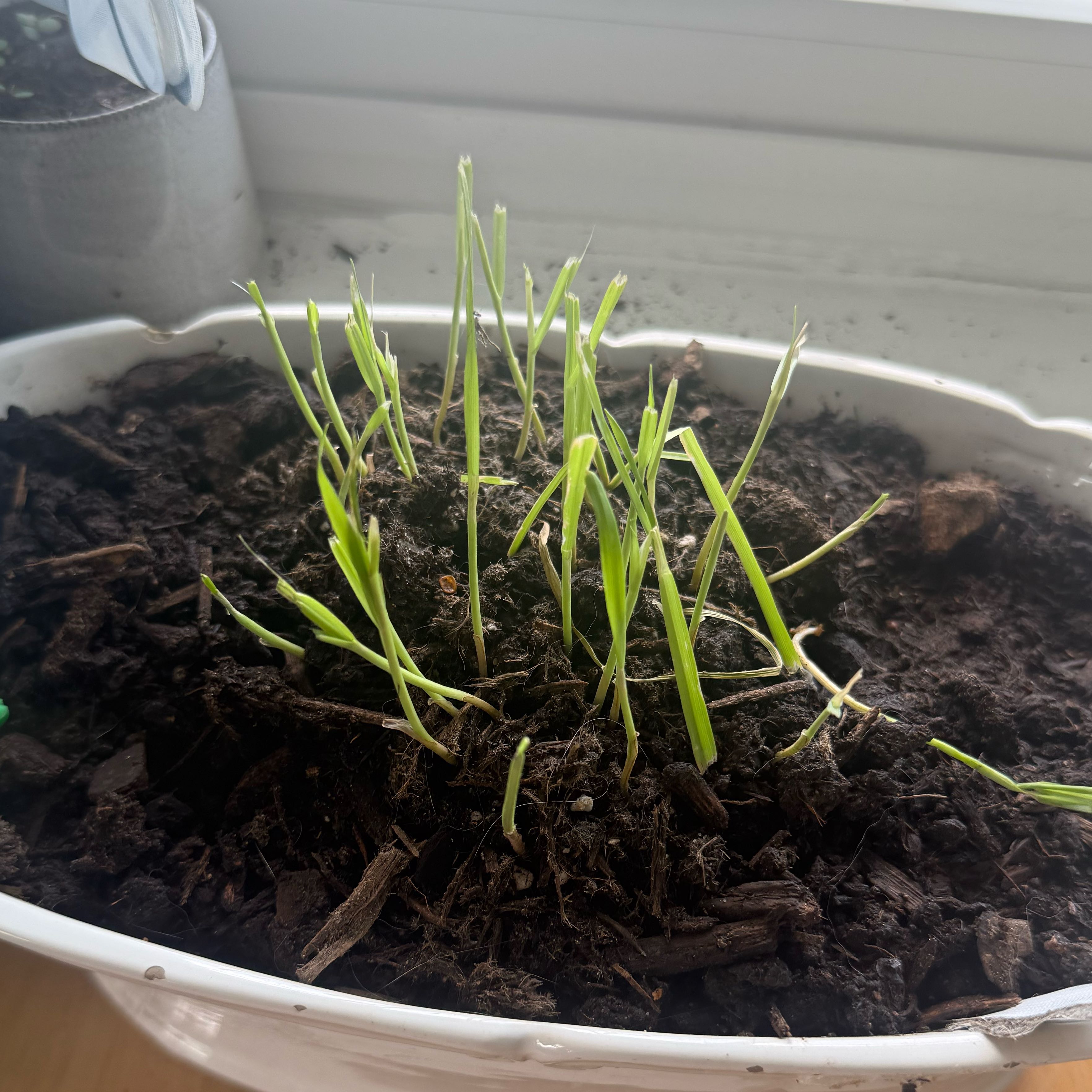 Photo of the plant species cat grass by @FamedArnoseris named Surya on Greg, the plant care app
