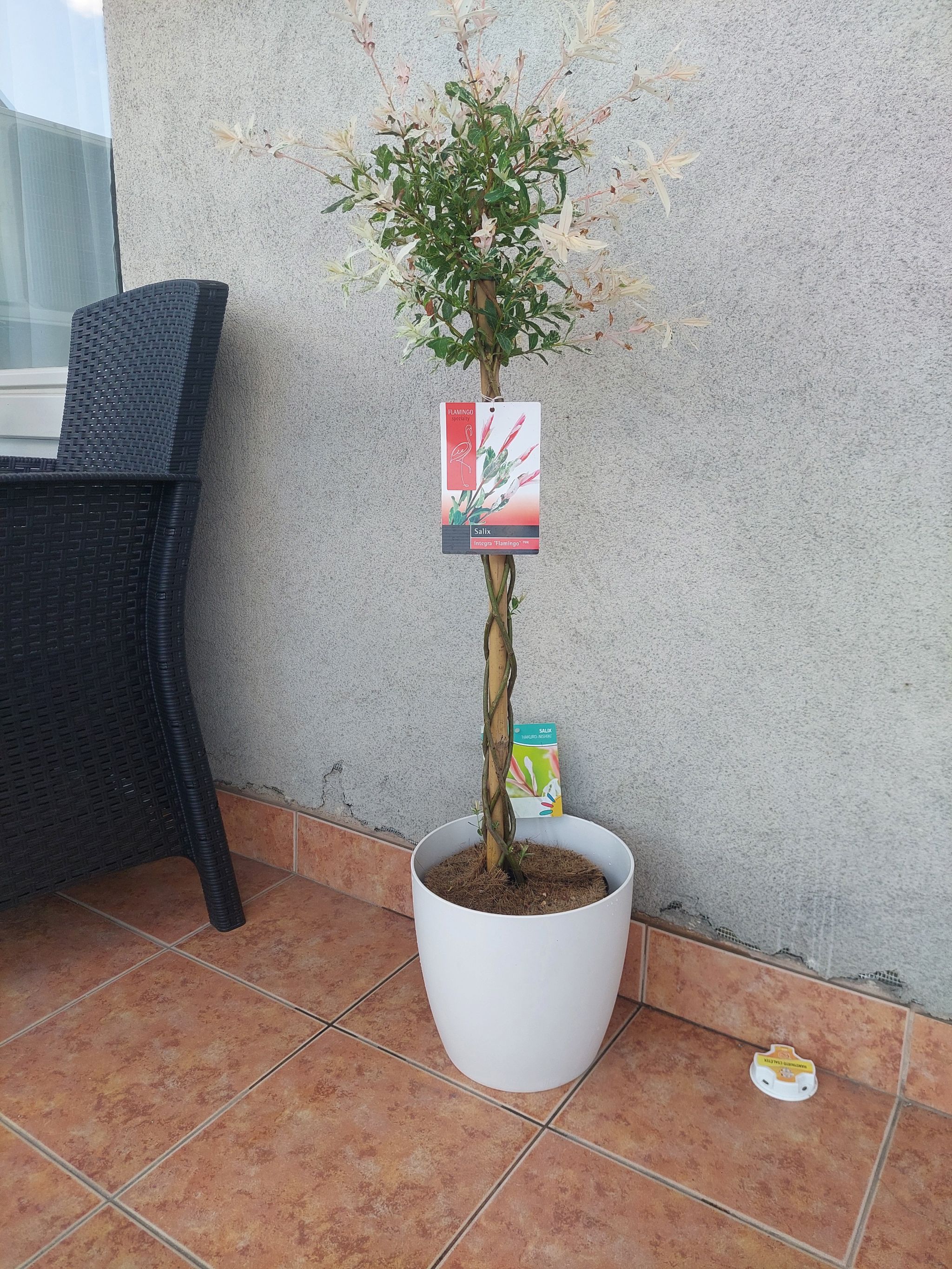 Photo of the plant species flamingo willow by @HonestEmerald named Salix Flamingo on Greg, the plant care app