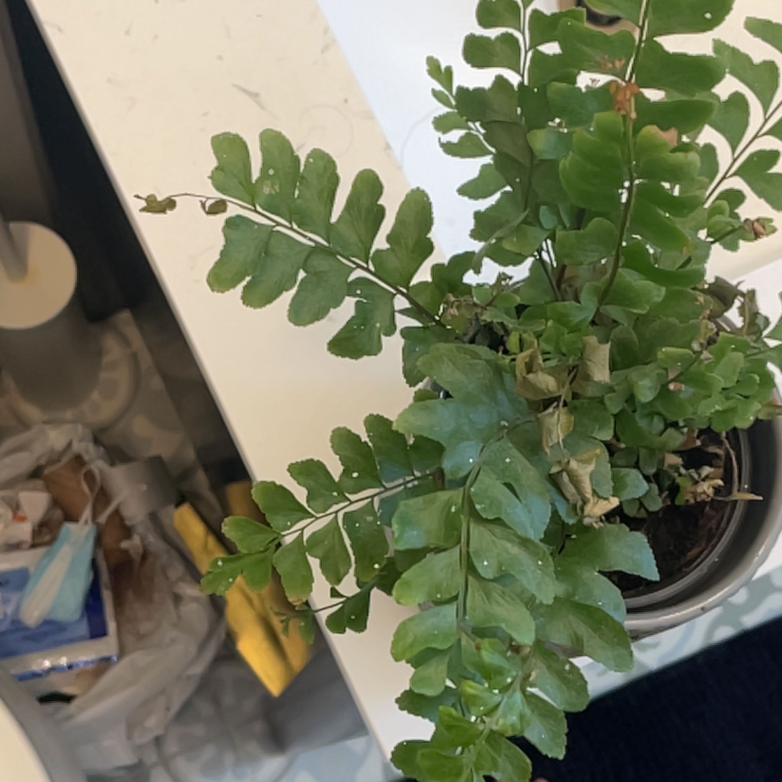 Photo of the plant species Mahogany Fern by @ProfuseSoybean named Doja Cat on Greg, the plant care app