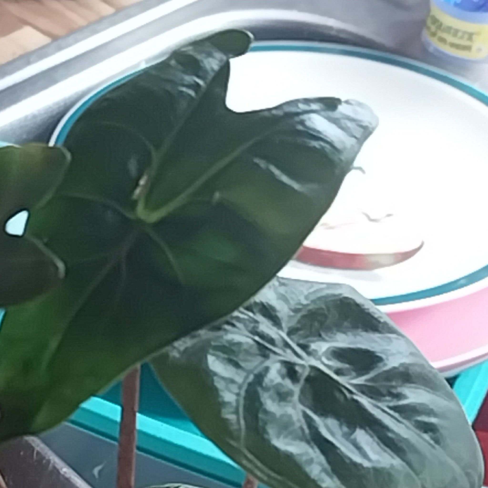 Photo of the plant species Pink Dragon Alocasia by @PunchyDeerbrush named Miley on Greg, the plant care app