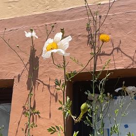 Photo of the plant species Coulter's Matilija Poppy by @HeroineTricolor named Ronaldo on Greg, the plant care app