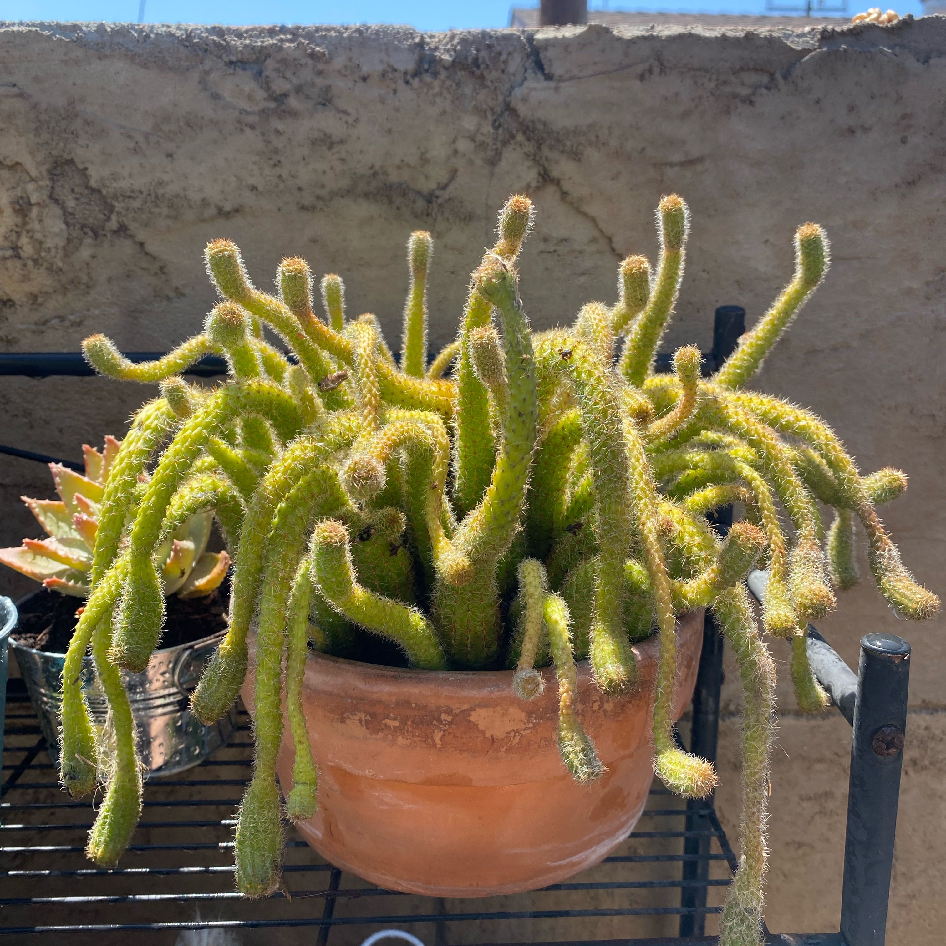 Plant care for Aurea on Greg, the plant care app
