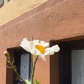 Photo of the plant species Coulter's Matilija Poppy by @GnarlyPetunia named Terra on Greg, the plant care app