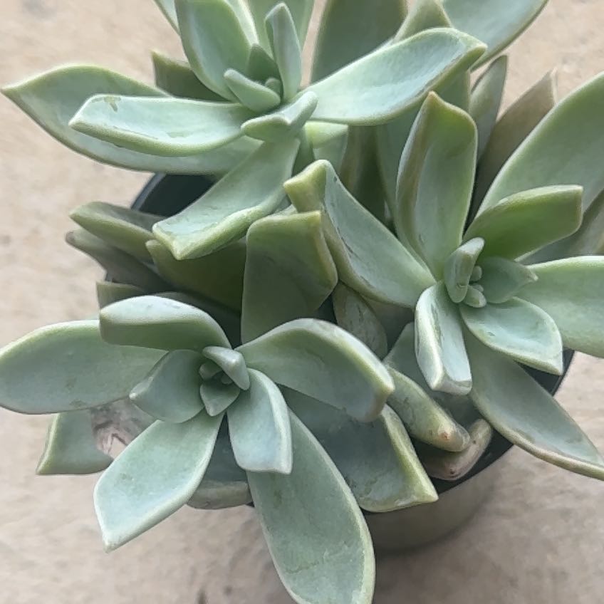 Photo of the plant species Graptopetalum Paraguayense Peach by @HeavenlySeaoats named Planty on Greg, the plant care app