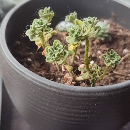 Photo of the plant species Aeonium bethencourtianum by @ProudZucchini named Gregarious on Greg, the plant care app