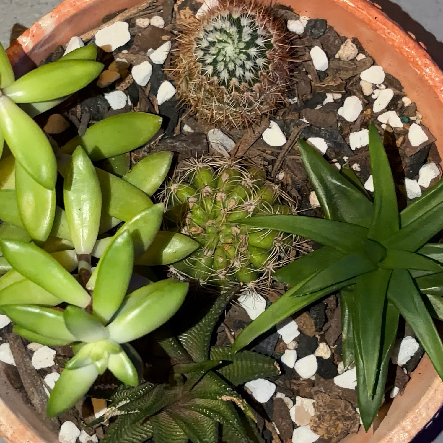 Photo of the plant species Lee's Barrel Cactus by @JenniferNoel named Bieber on Greg, the plant care app