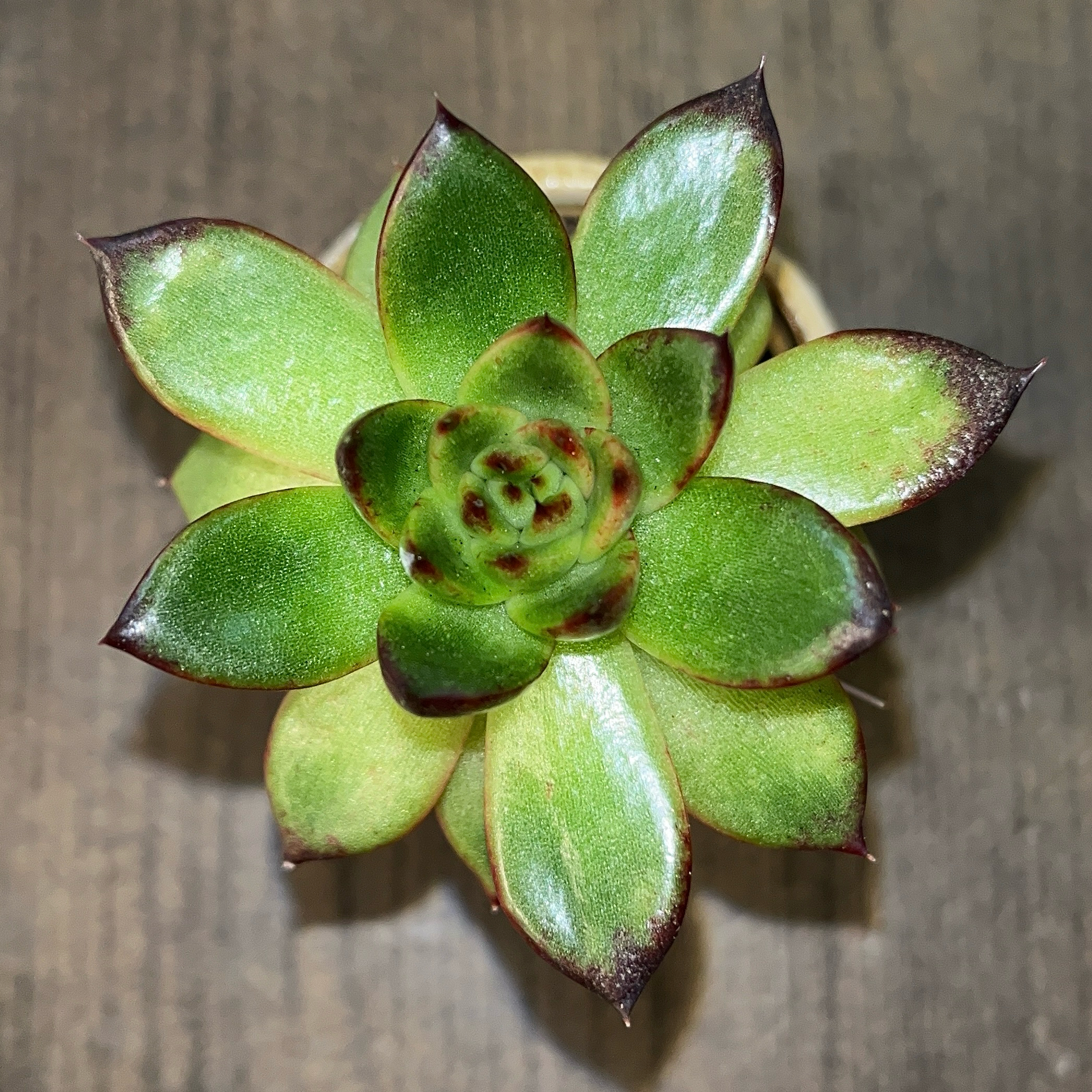 Photo of the plant species Echeveria agavoides 'Red Tip' by @JenniferNoel named Huckleberry Fern on Greg, the plant care app
