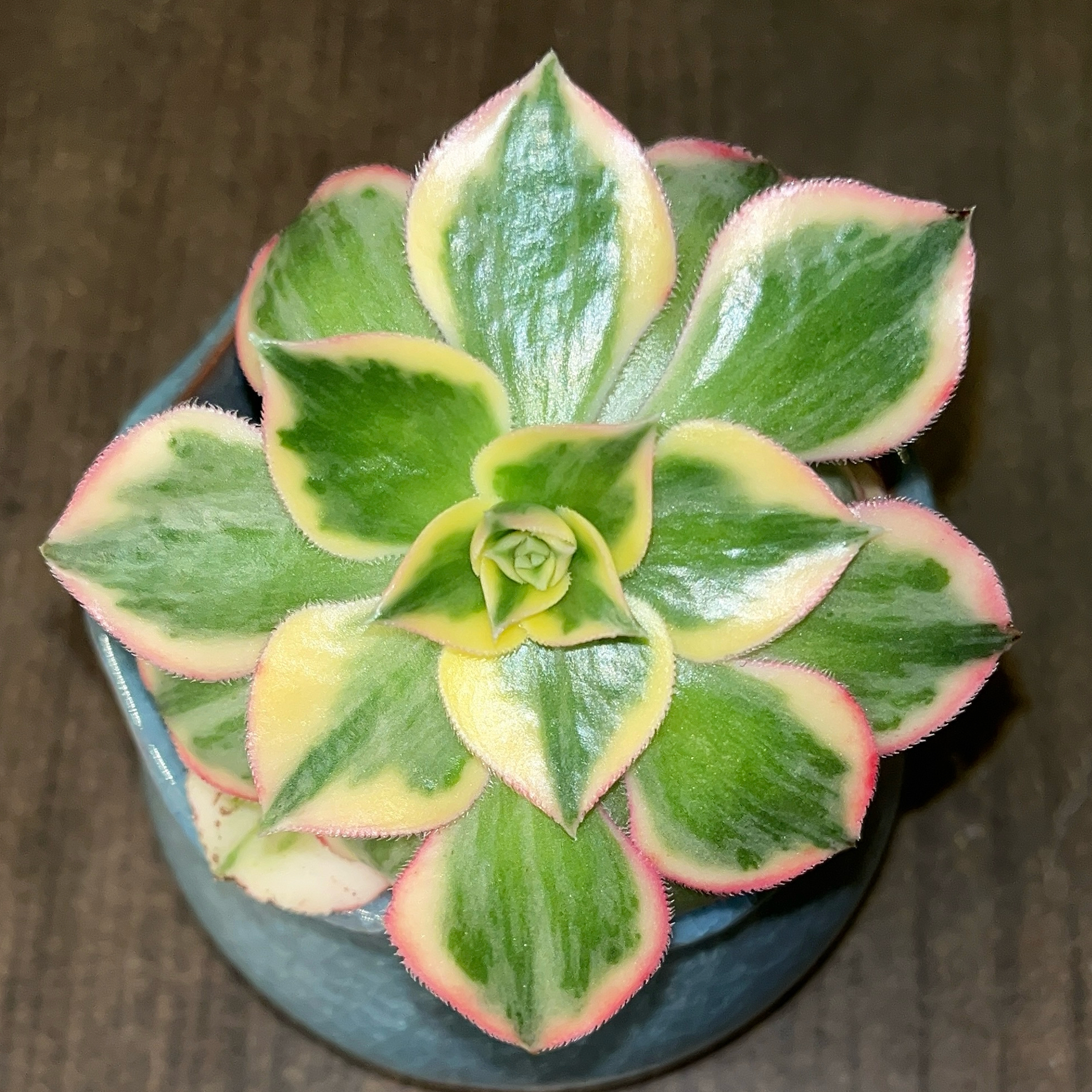 Photo of the plant species Sunburst by @JenniferNoel named Elle on Greg, the plant care app