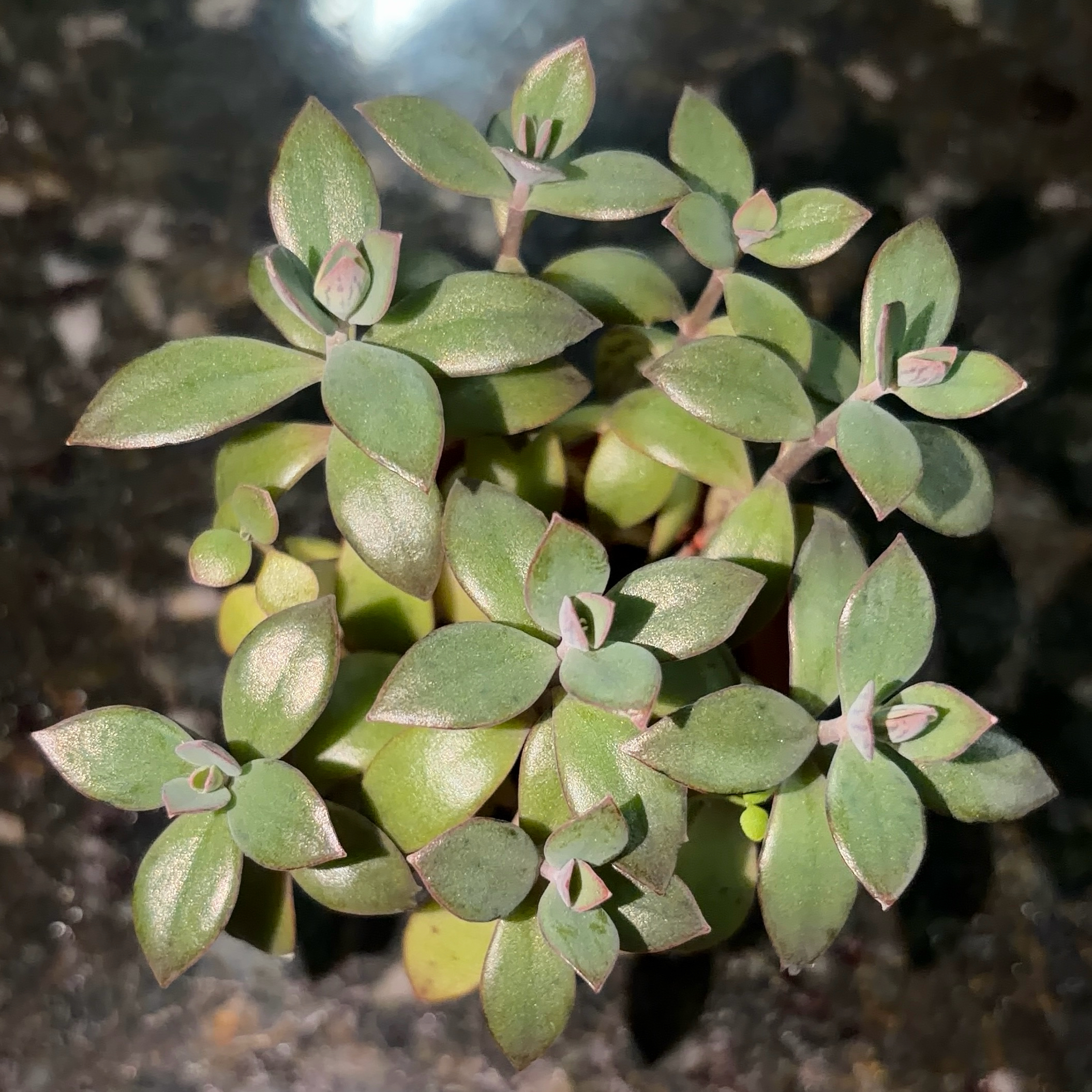 Photo of the plant species Propagaters by @JenniferNoel named Props on Greg, the plant care app