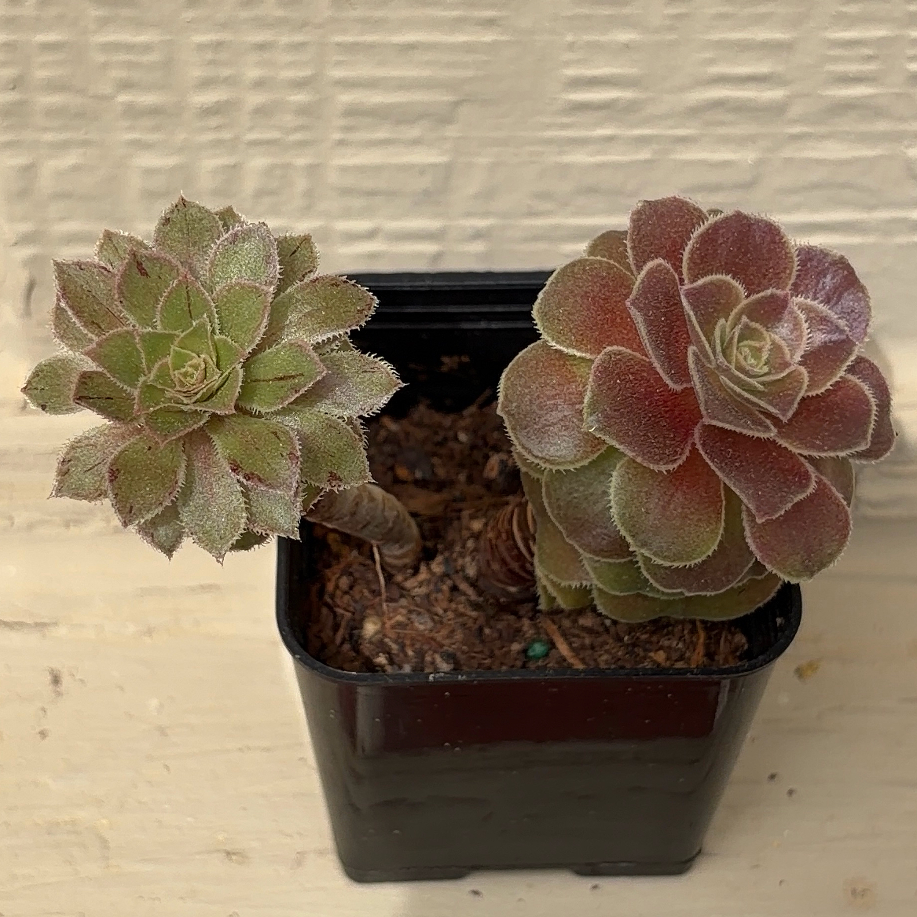 Photo of the plant species Jolly Green Aeonium by @JenniferNoel named Stella on Greg, the plant care app