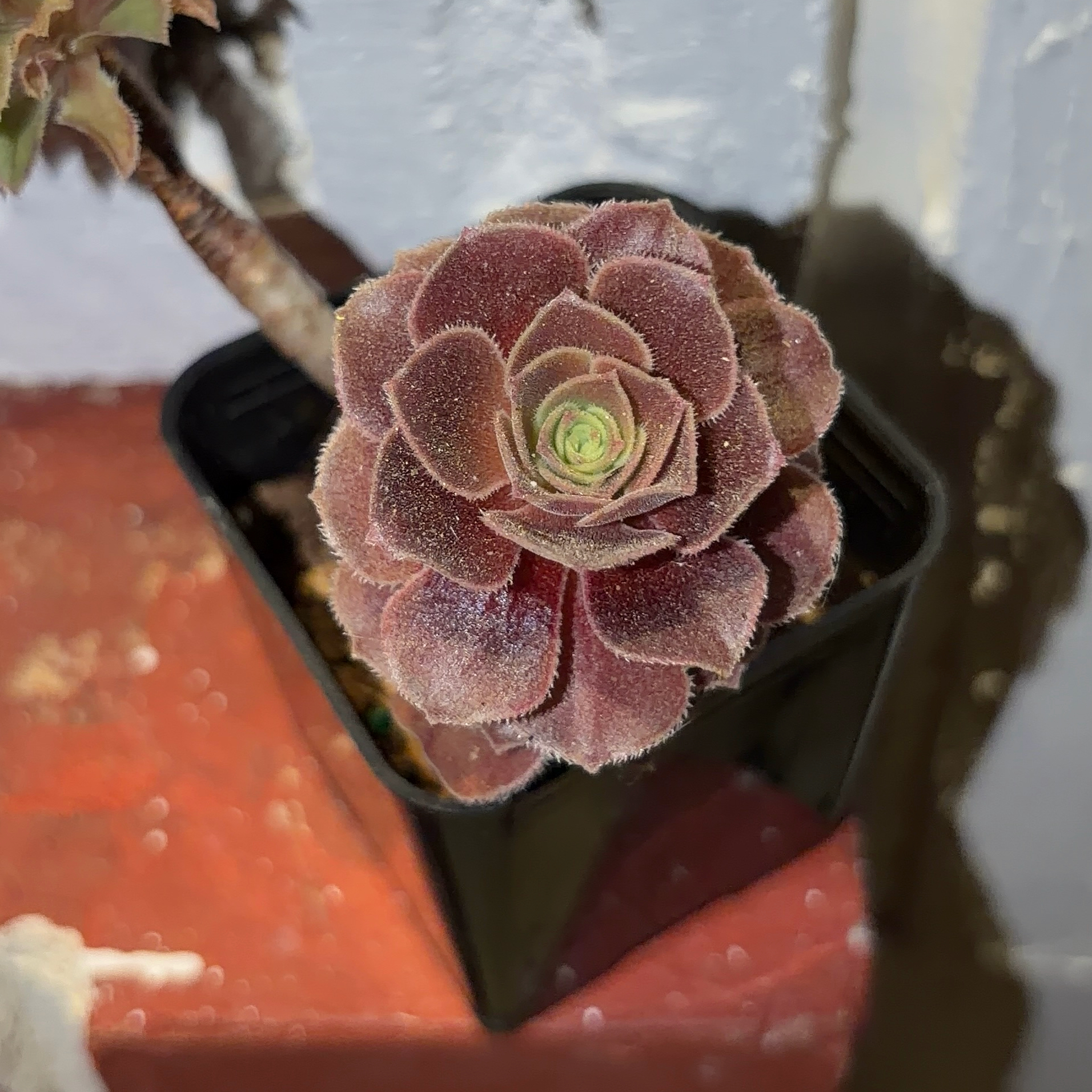 Photo of the plant species Jolly Green Aeonium by @JenniferNoel named Stella on Greg, the plant care app