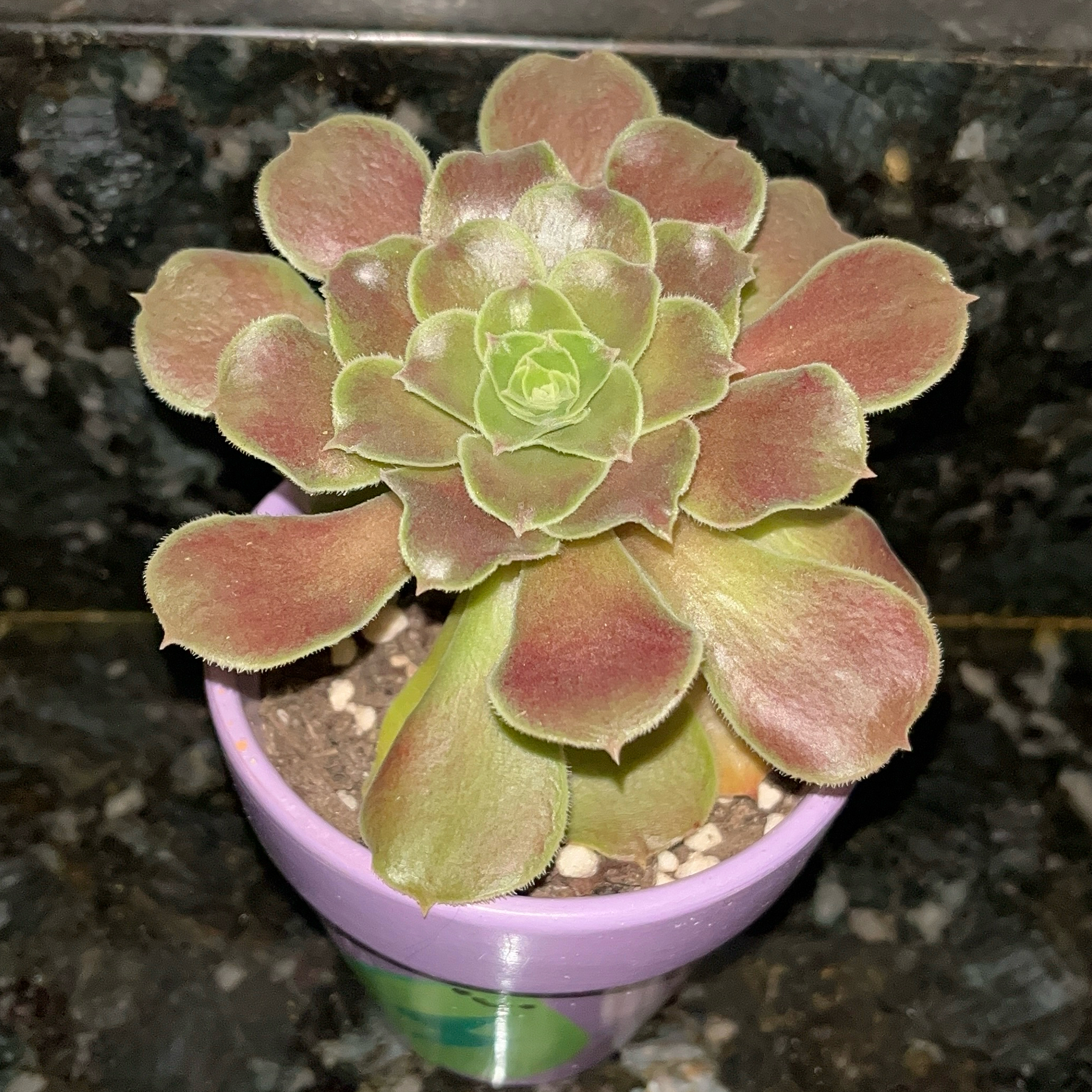 Photo of the plant species Aeonium 'Blushing Beauty' by @JenniferNoel named Forrest on Greg, the plant care app