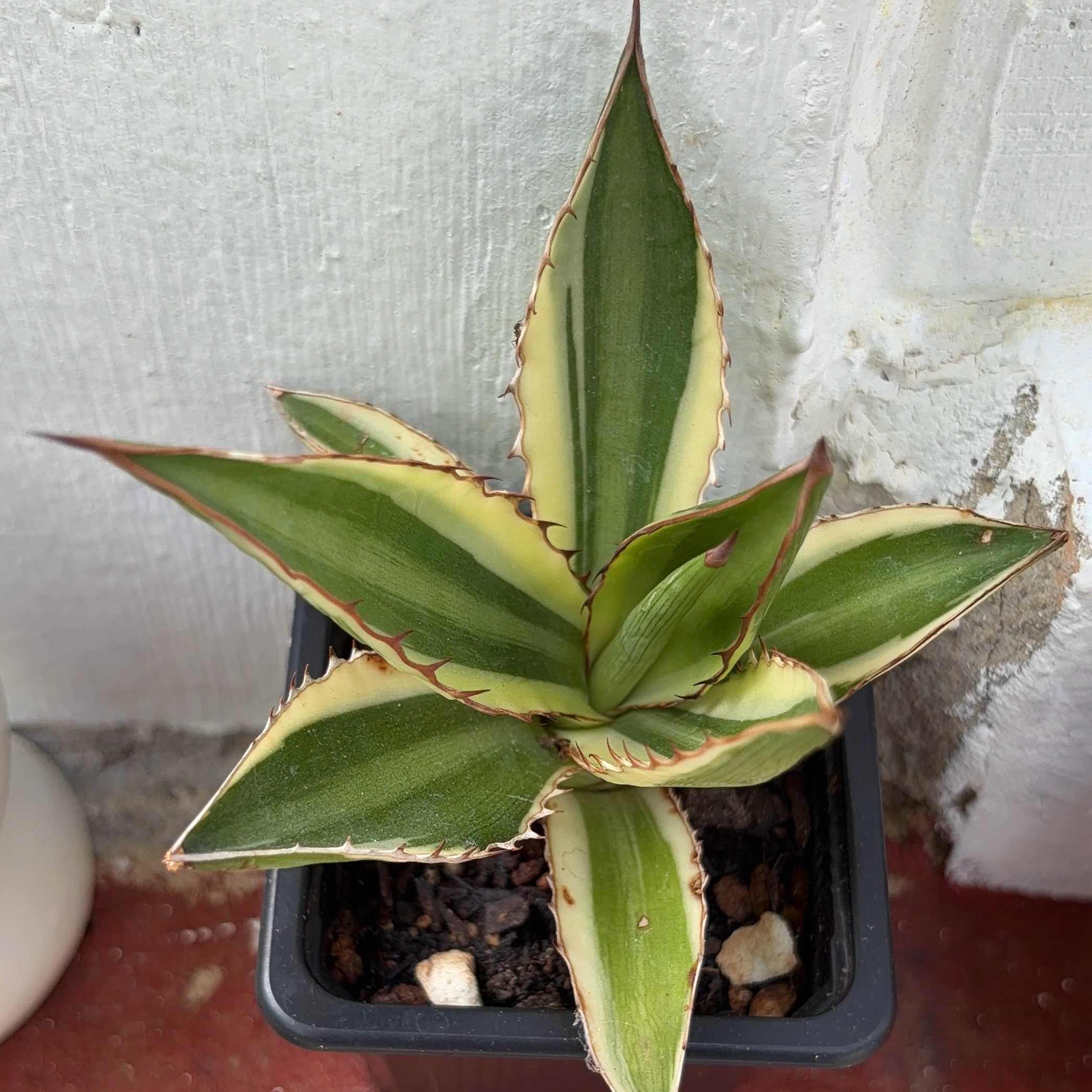 Photo of the plant species Agave Quadricolor by @JenniferNoel named Stella on Greg, the plant care app