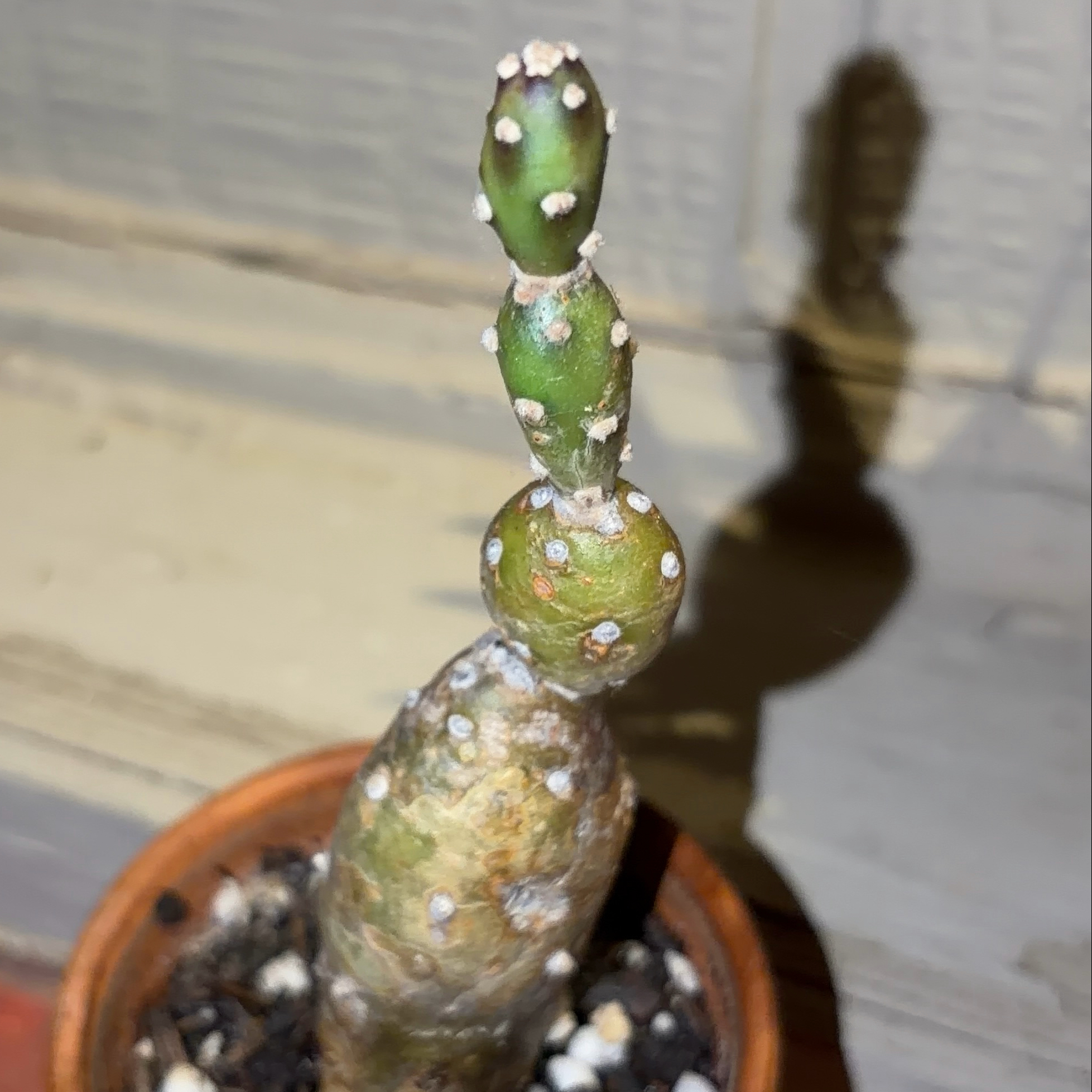 Photo of the plant species Angel wing's cactus by @JenniferNoel named Angel on Greg, the plant care app