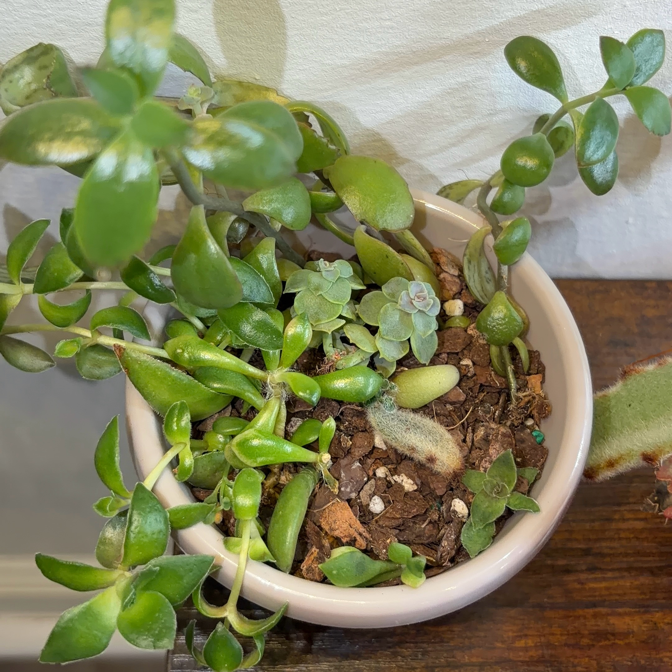 Photo of the plant species Propagaters by @JenniferNoel named Million Props on Greg, the plant care app