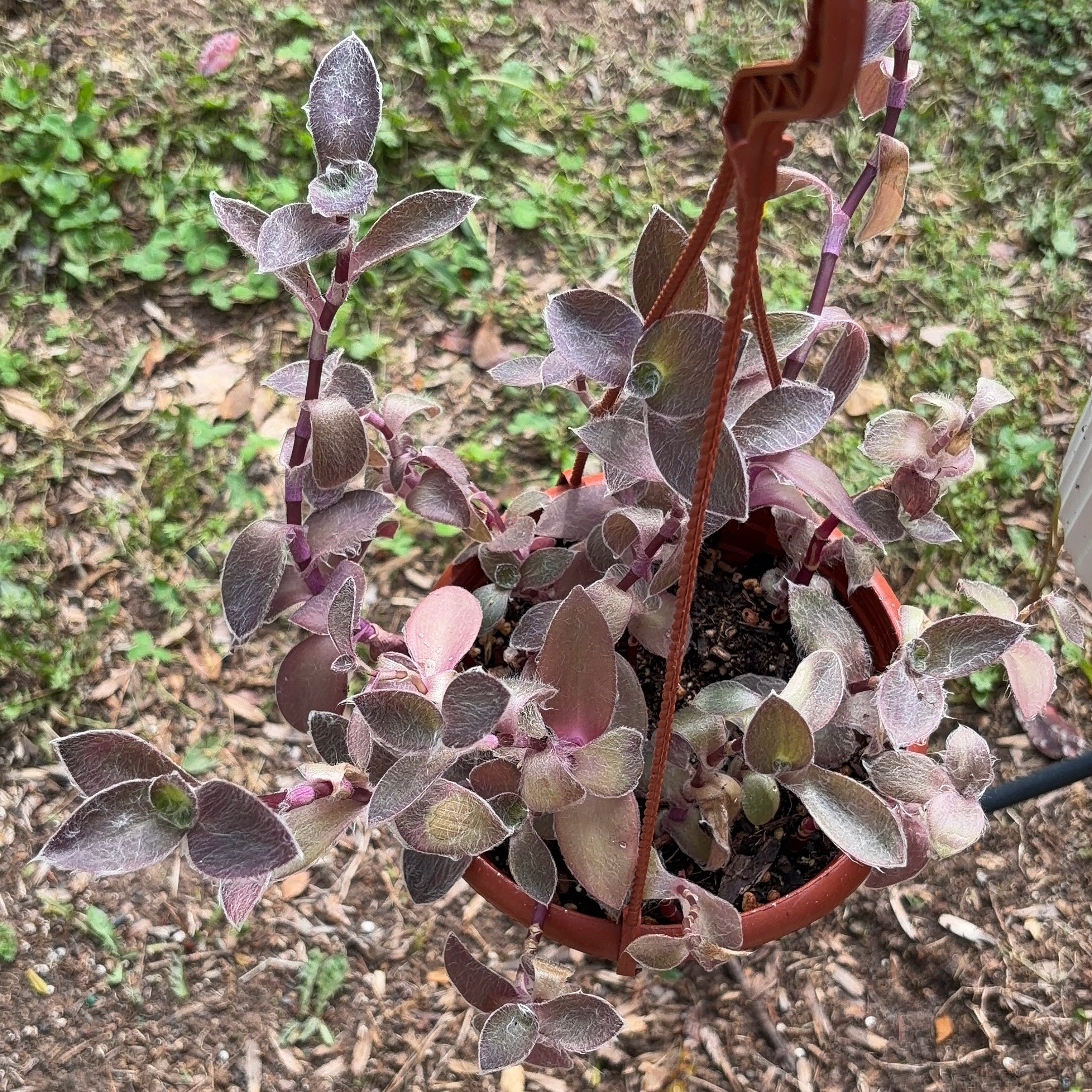 Photo of the plant species Pale Puma by @JenniferNoel named Purple Puma on Greg, the plant care app