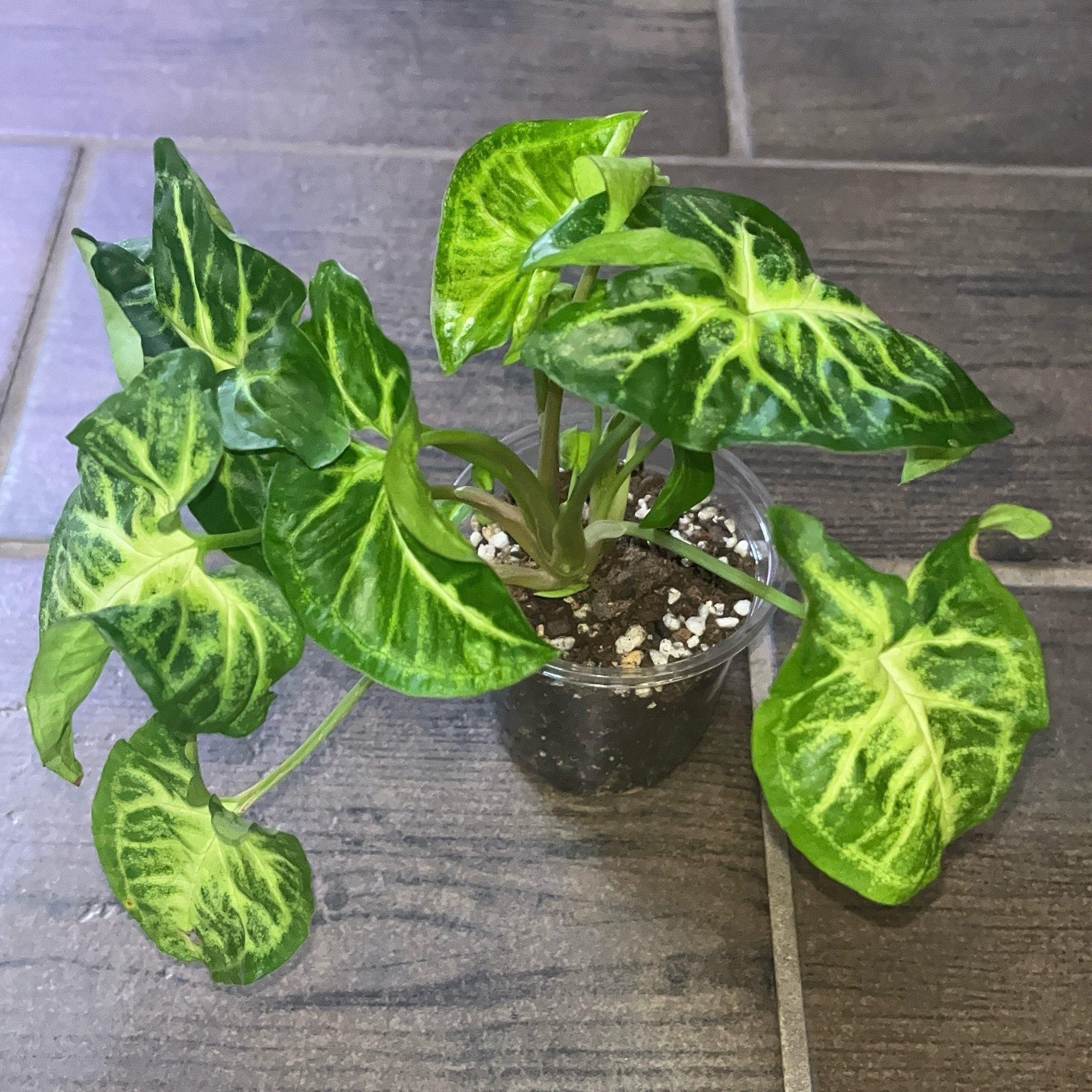 Photo of the plant species Syngonium Glo Go by @JenniferNoel named Messi on Greg, the plant care app