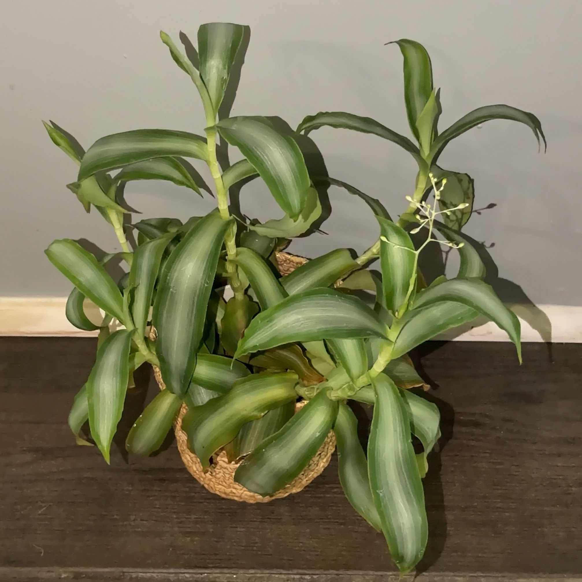 Photo of the plant species Bright Star Murdannia by @JenniferNoel named Star ⭐️ Bright on Greg, the plant care app