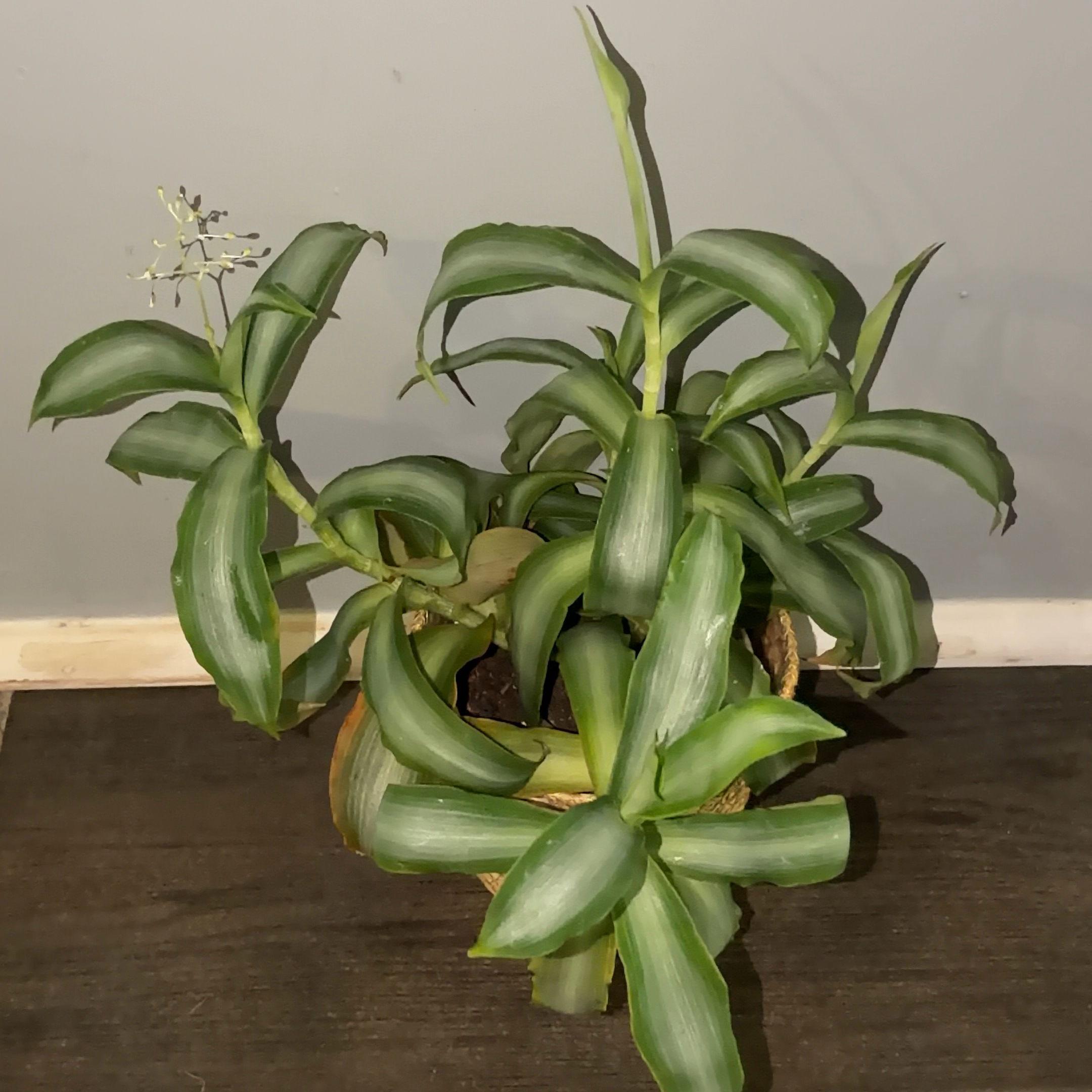 Photo of the plant species Bright Star Murdannia by @JenniferNoel named Star ⭐️ Bright on Greg, the plant care app