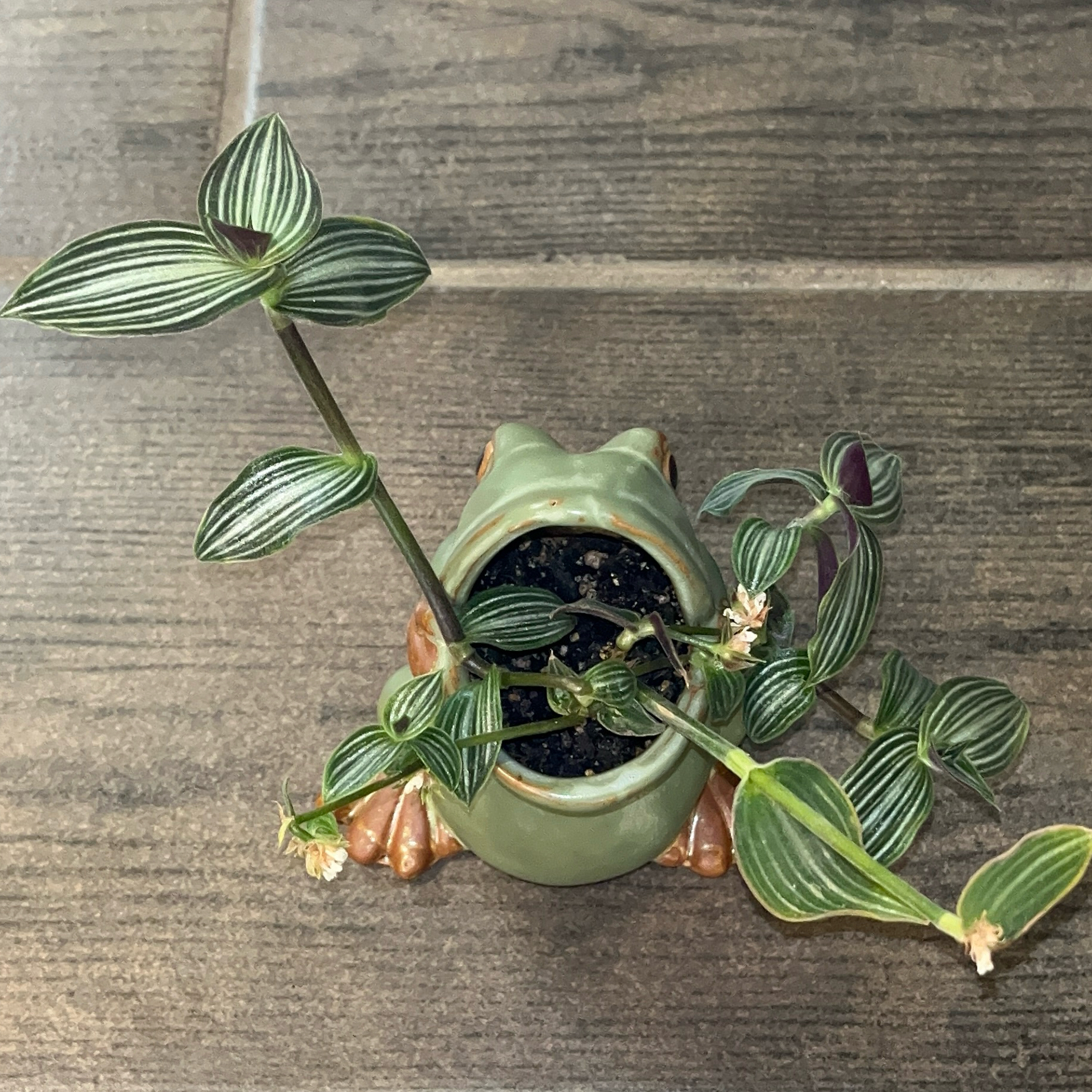 Photo of the plant species Puppy Ears Plant by @JenniferNoel named Puppy Ears on Greg, the plant care app