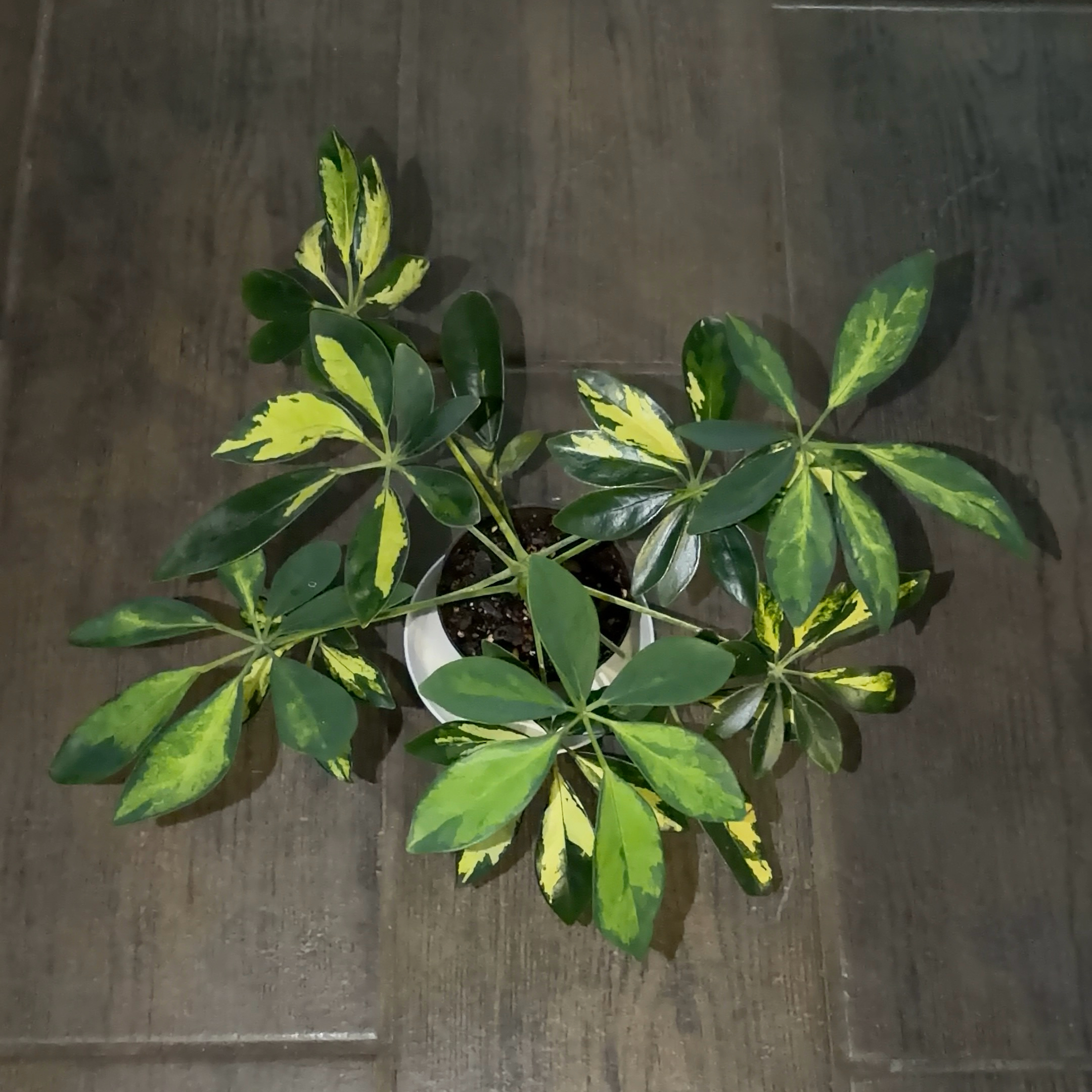 Photo of the plant species Varigated Dwarf Umbrella Tree by @JenniferNoel named Gold Schefflera on Greg, the plant care app