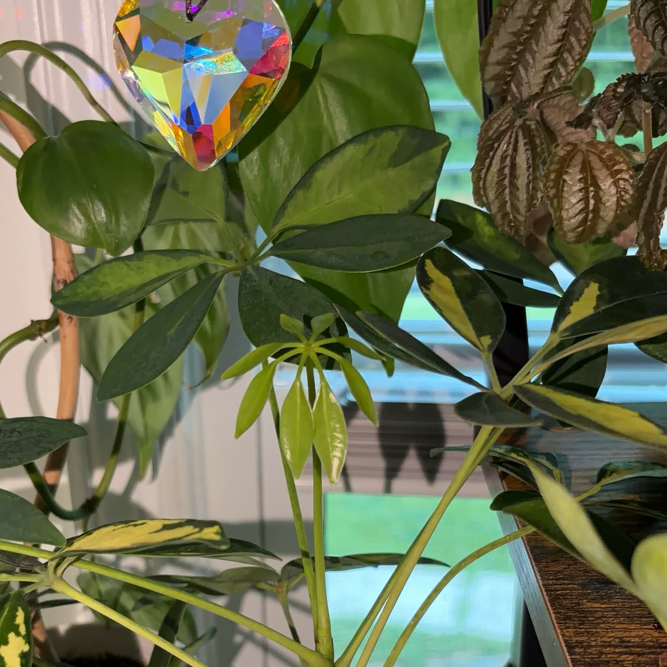 Photo of the plant species Varigated Dwarf Umbrella Tree by @JenniferNoel named Gold Schefflera on Greg, the plant care app