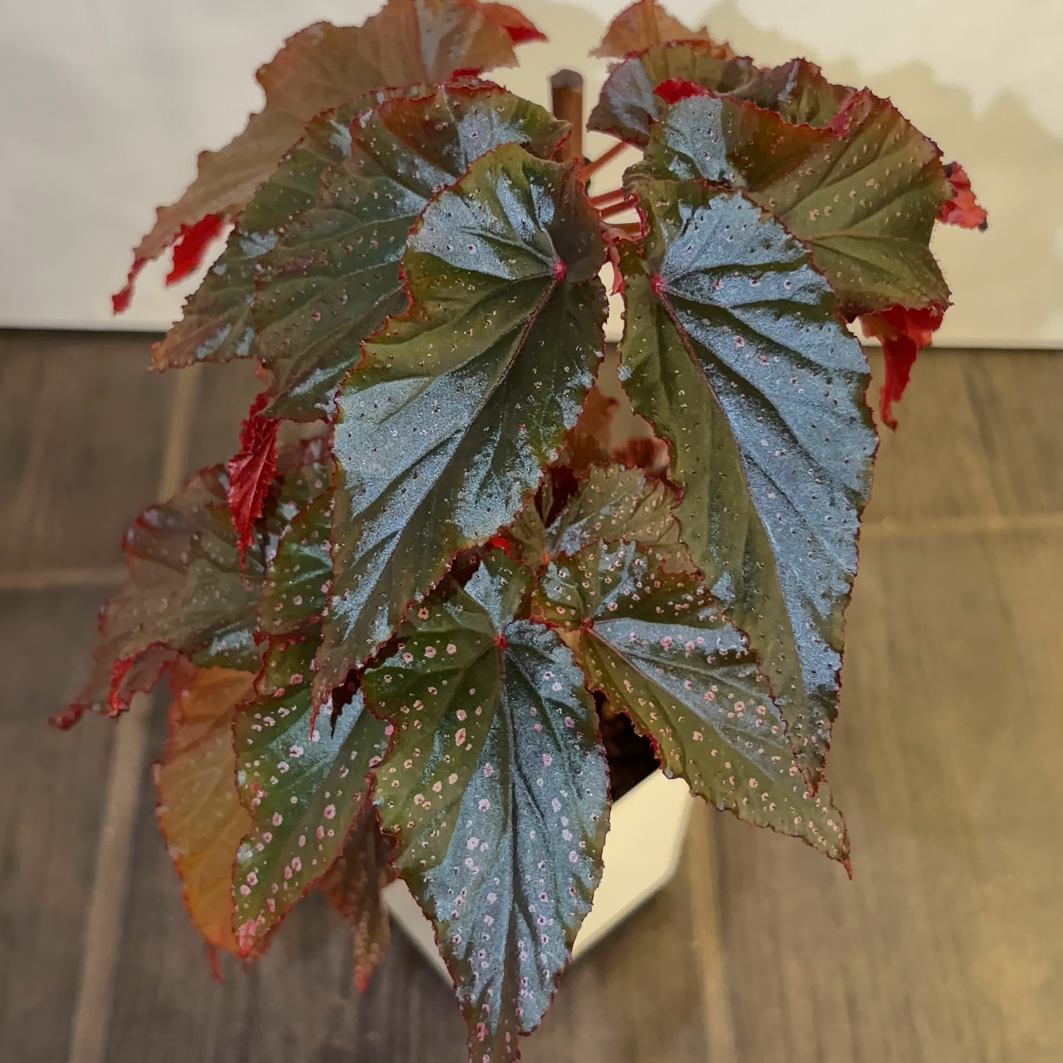 Photo of the plant species Begonia 'Pink Spot' by @JenniferNoel named Pink Dots on Greg, the plant care app