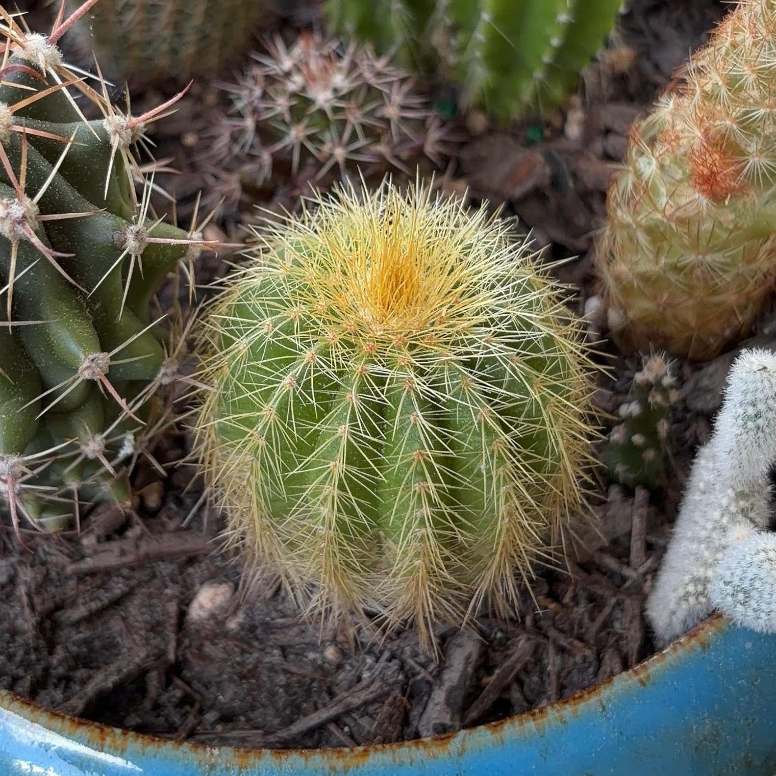 Photo of the plant species Golden Ball Cactus by @JenniferNoel named Sunshine on Greg, the plant care app