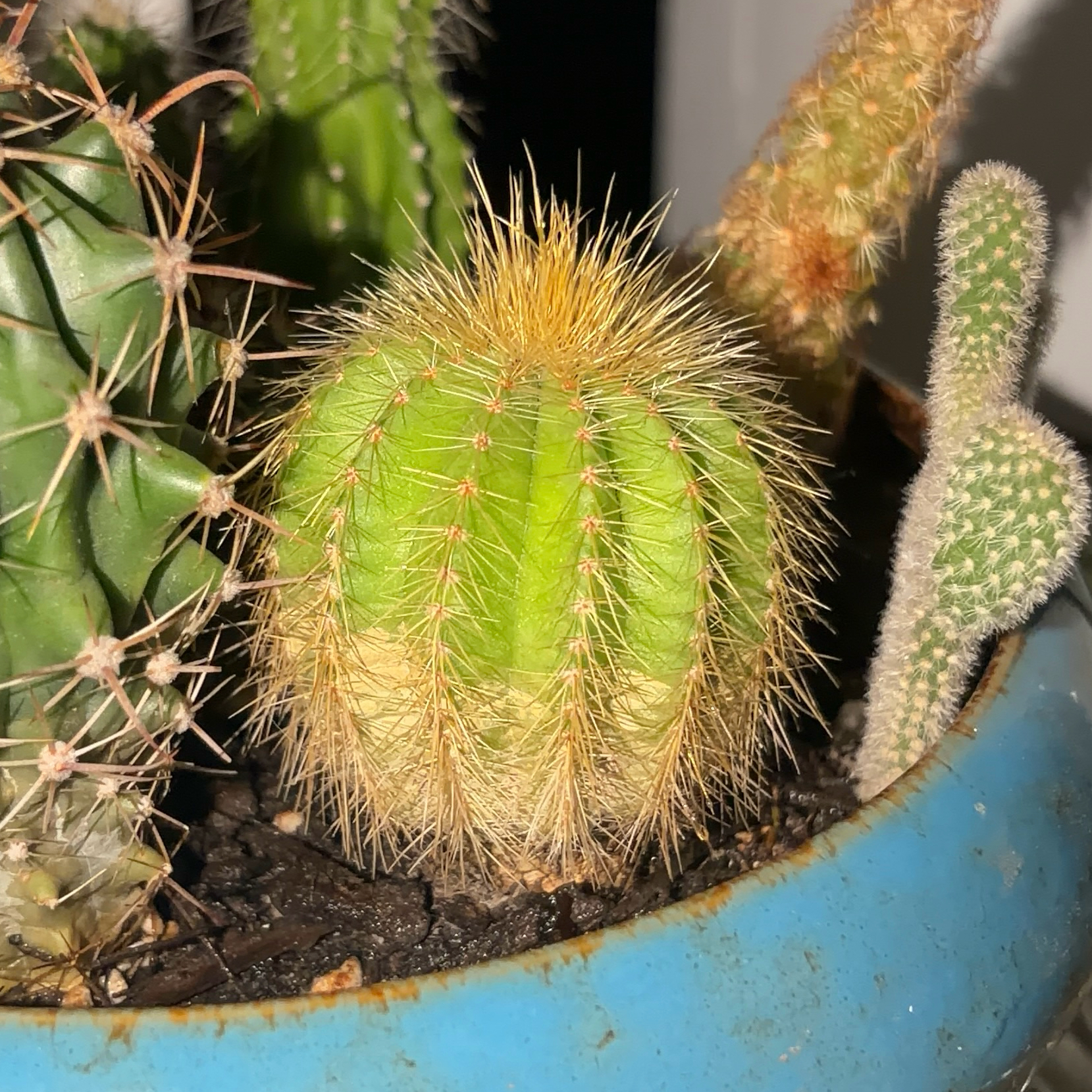 Photo of the plant species Golden Ball Cactus by @JenniferNoel named Sunshine on Greg, the plant care app