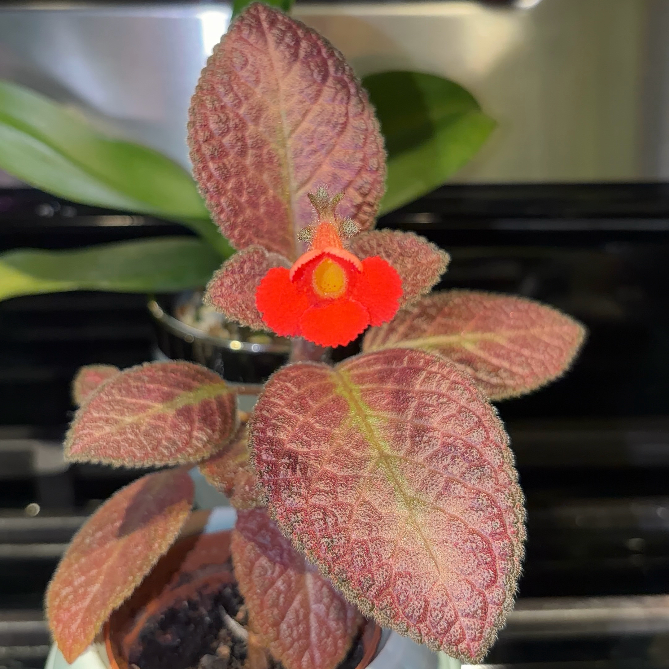 Photo of the plant species Episcia 'Alice's Aussie' by @JenniferNoel named Alice’s Aussie on Greg, the plant care app