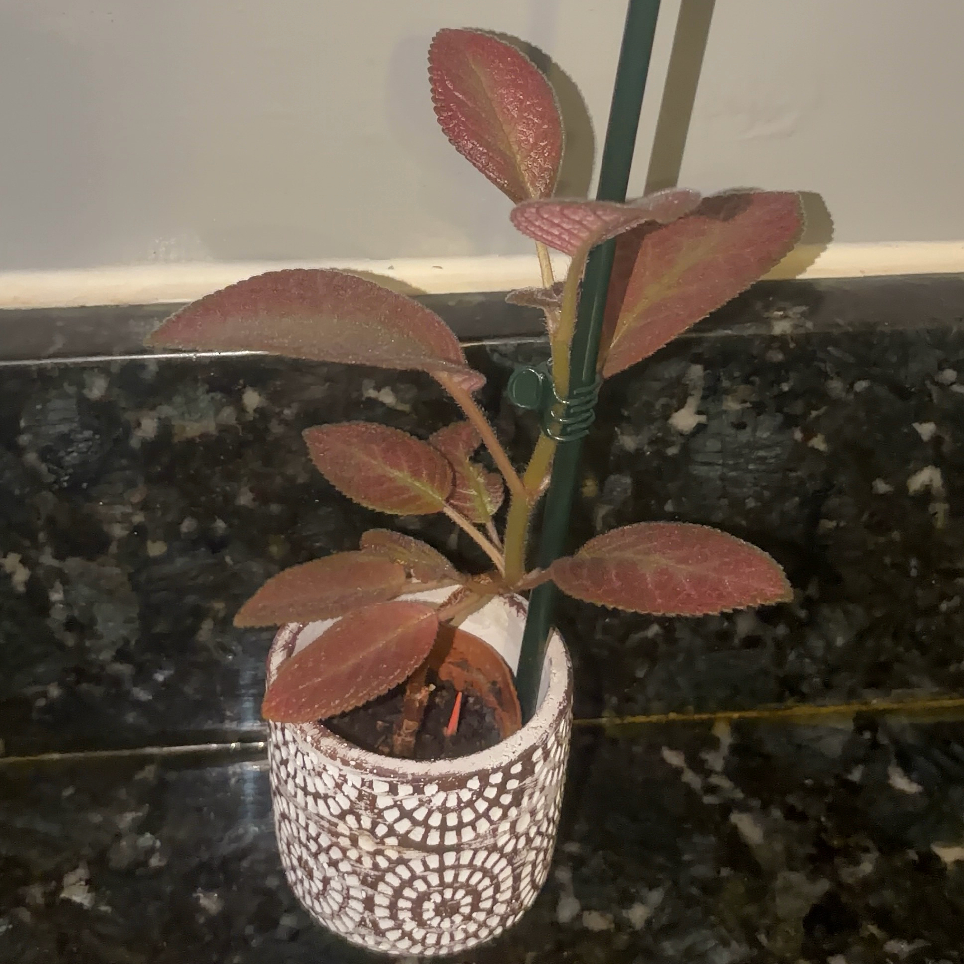 Photo of the plant species Episcia 'Alice's Aussie' by @JenniferNoel named Alice’s Aussie on Greg, the plant care app