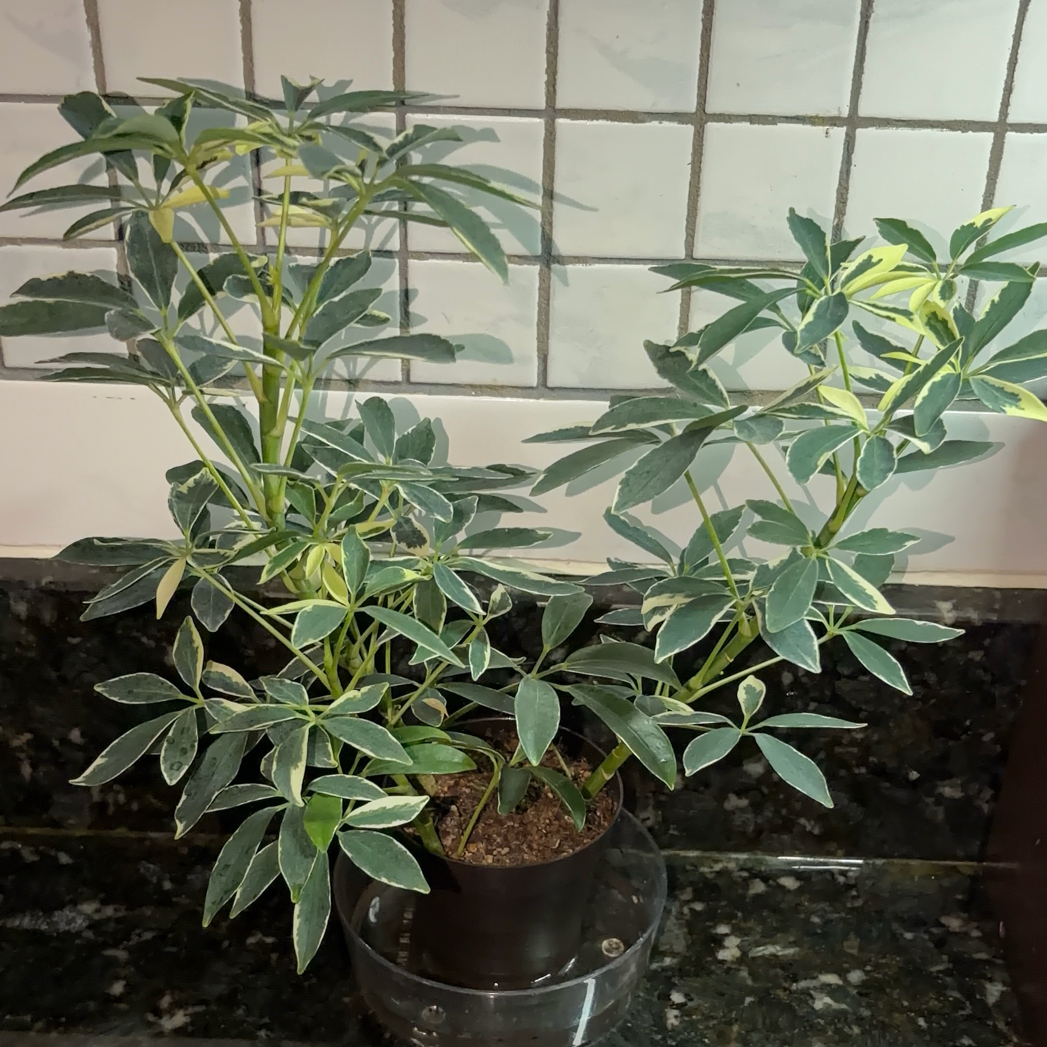 Photo of the plant species Moondrop Dwarf Umberlla Tree by @JenniferNoel named MoonDrop on Greg, the plant care app