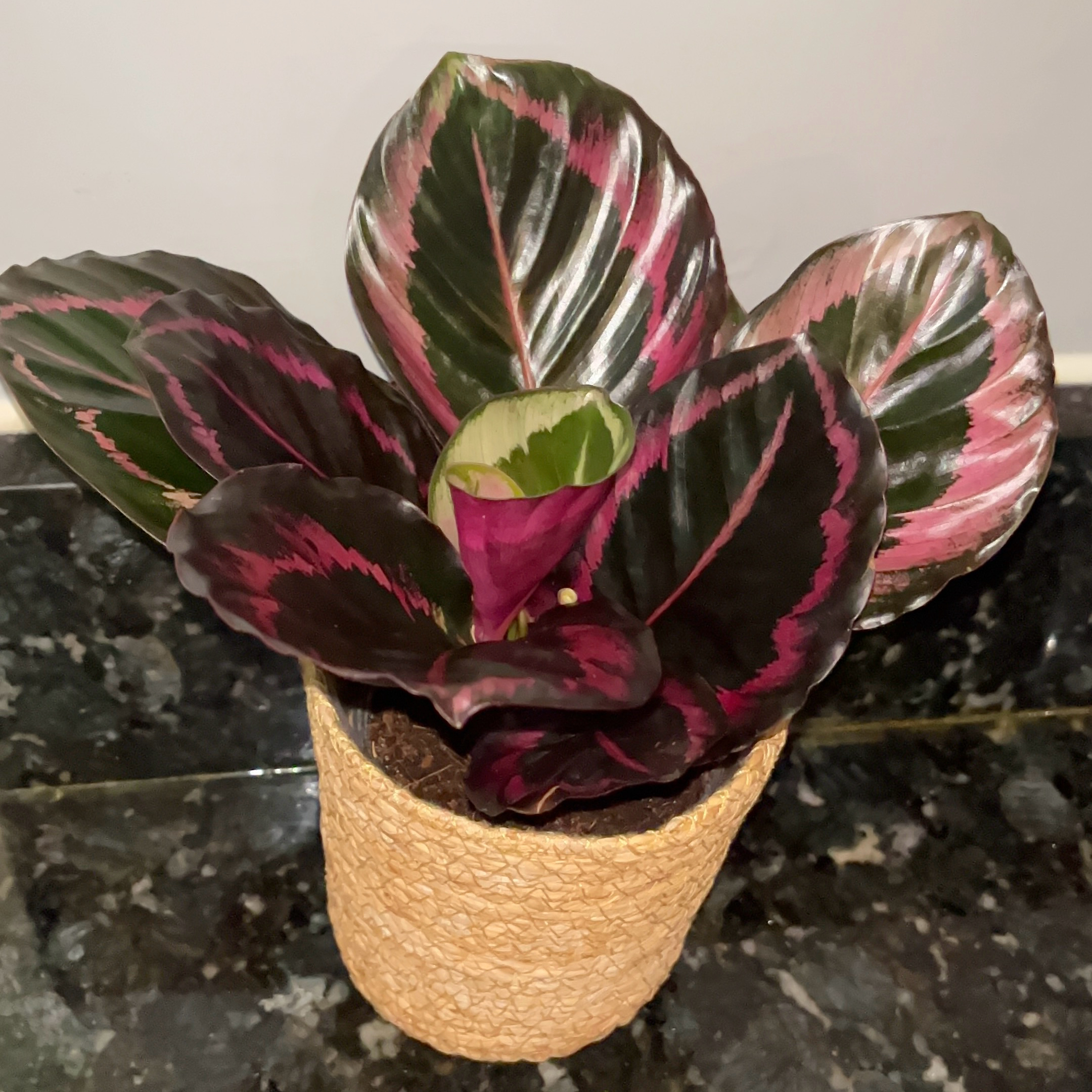 Photo of the plant species Little Princess Calathea by @JenniferNoel named Princess on Greg, the plant care app
