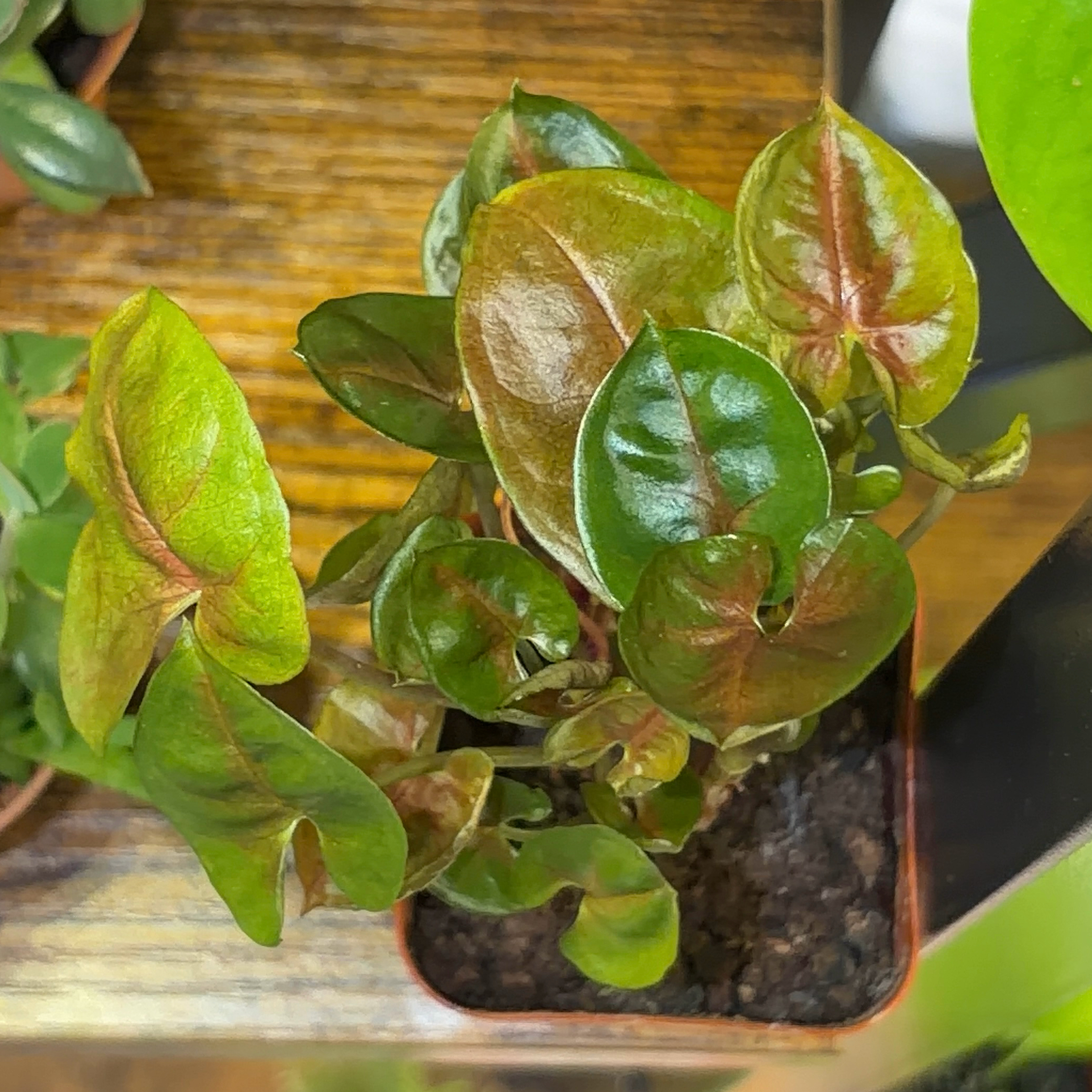 Photo of the plant species Syngonium 'Merry Maria' by @JenniferNoel named My Maria on Greg, the plant care app