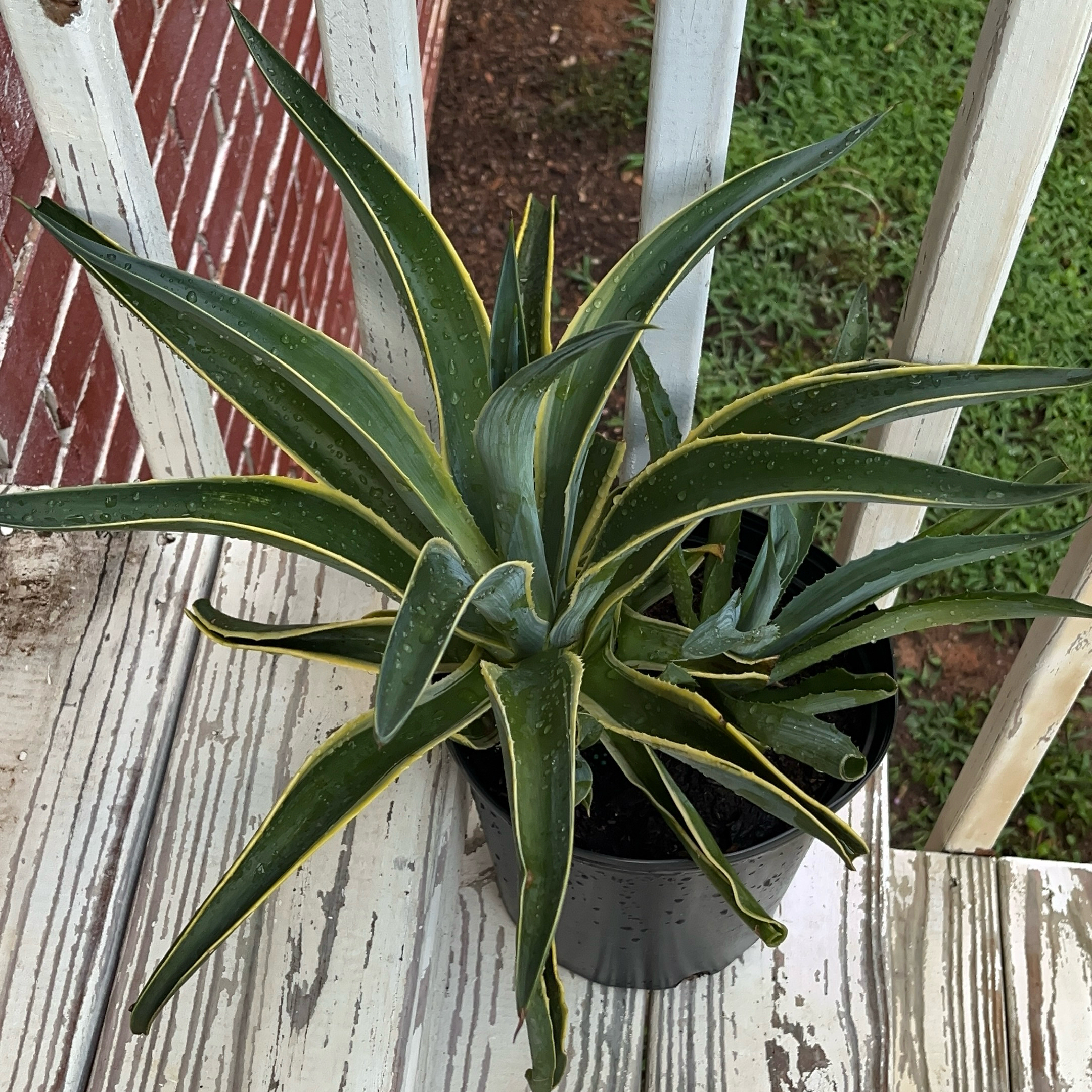 Photo of the plant species Agave desmettiana 'Variegata' by @JenniferNoel named Harmony on Greg, the plant care app