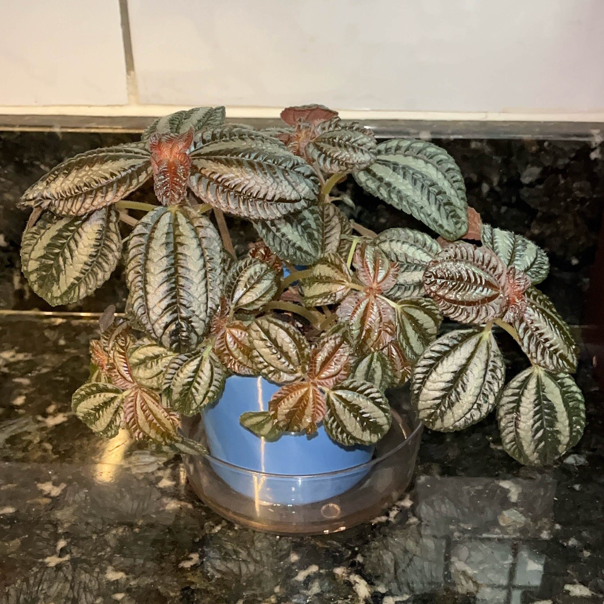Photo of the plant species Pilea Spruceana by @JenniferNoel named Norfolk on Greg, the plant care app
