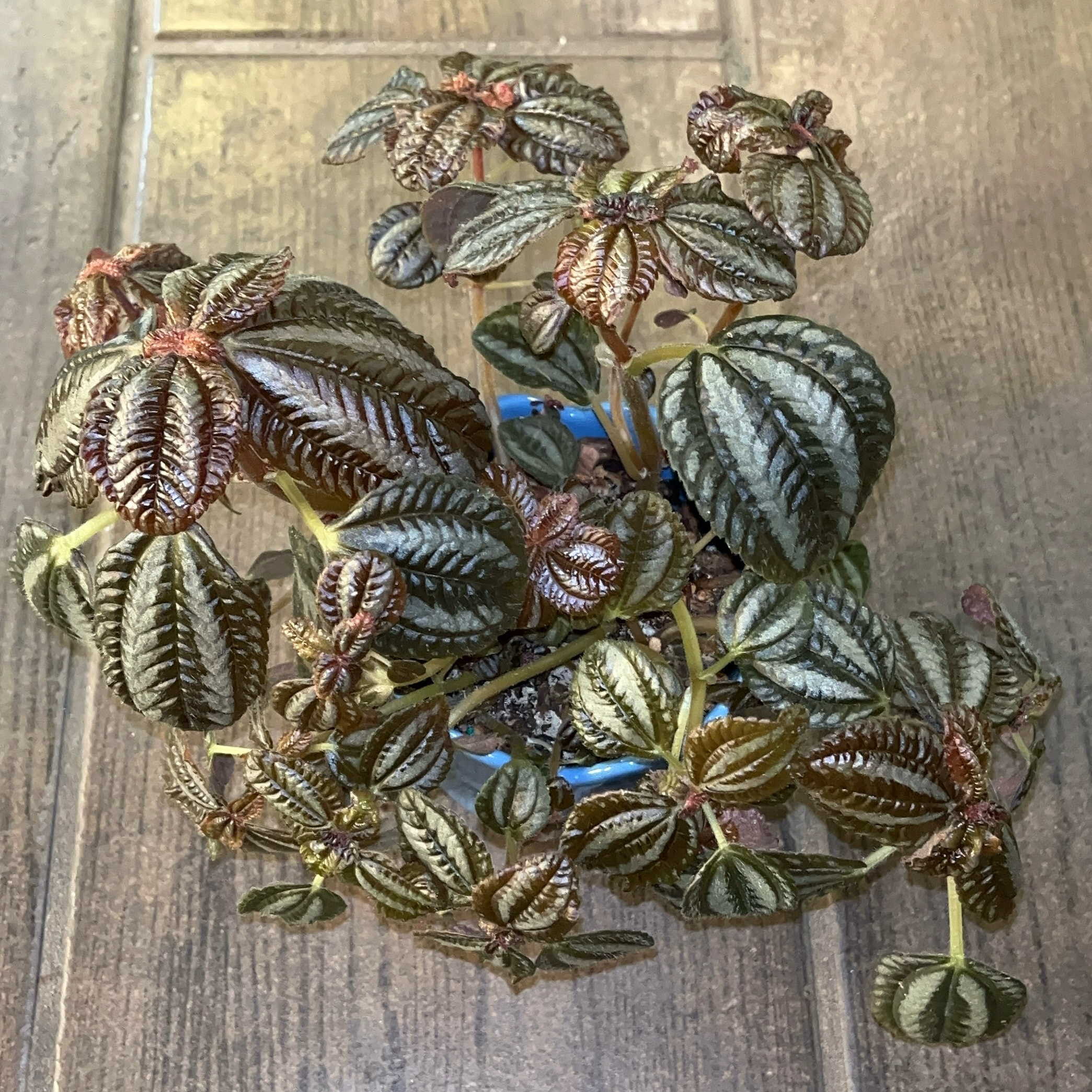 Photo of the plant species Silver Tree by @JenniferNoel named Norfolk on Greg, the plant care app