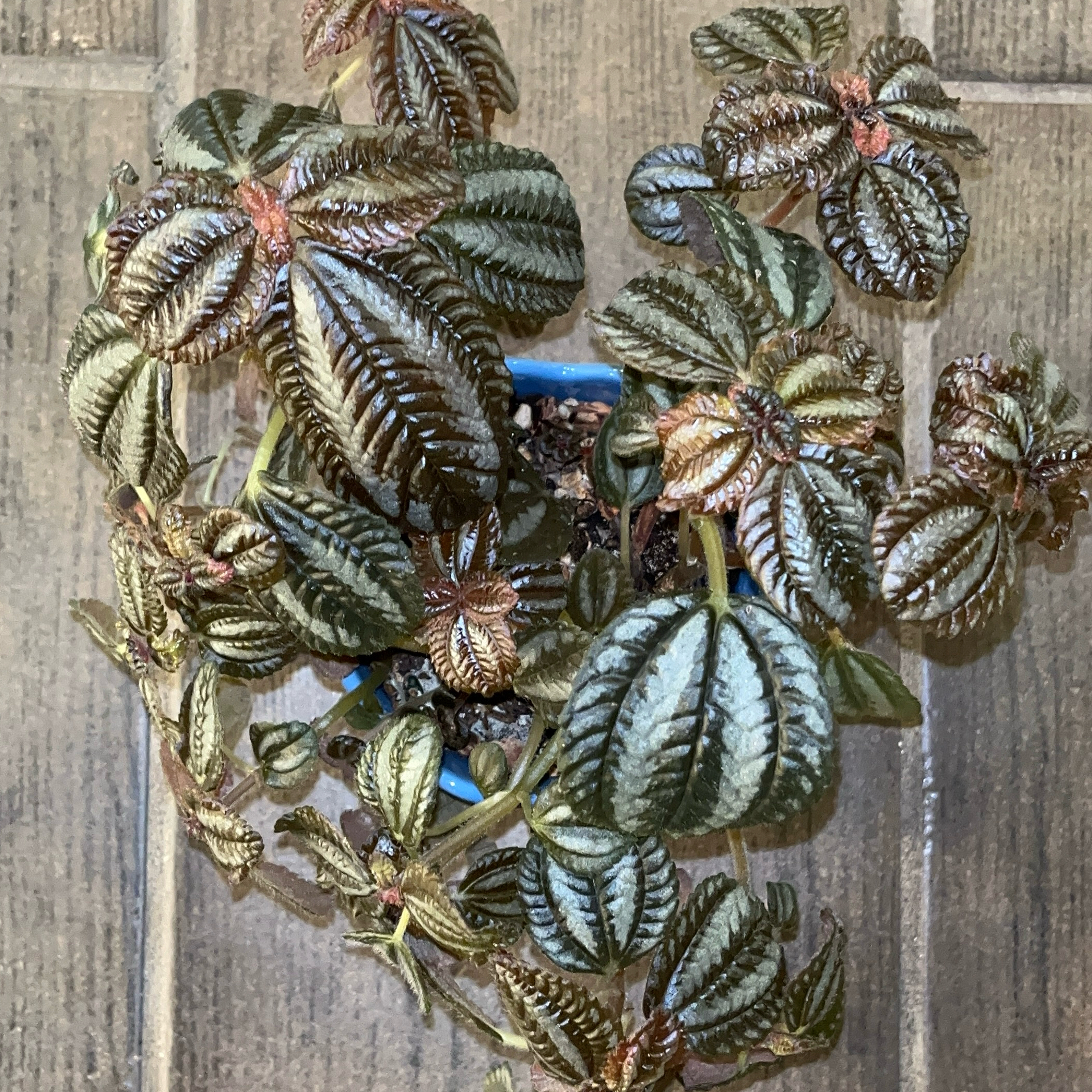 Photo of the plant species Pilea Spruceana by @JenniferNoel named Norfolk on Greg, the plant care app