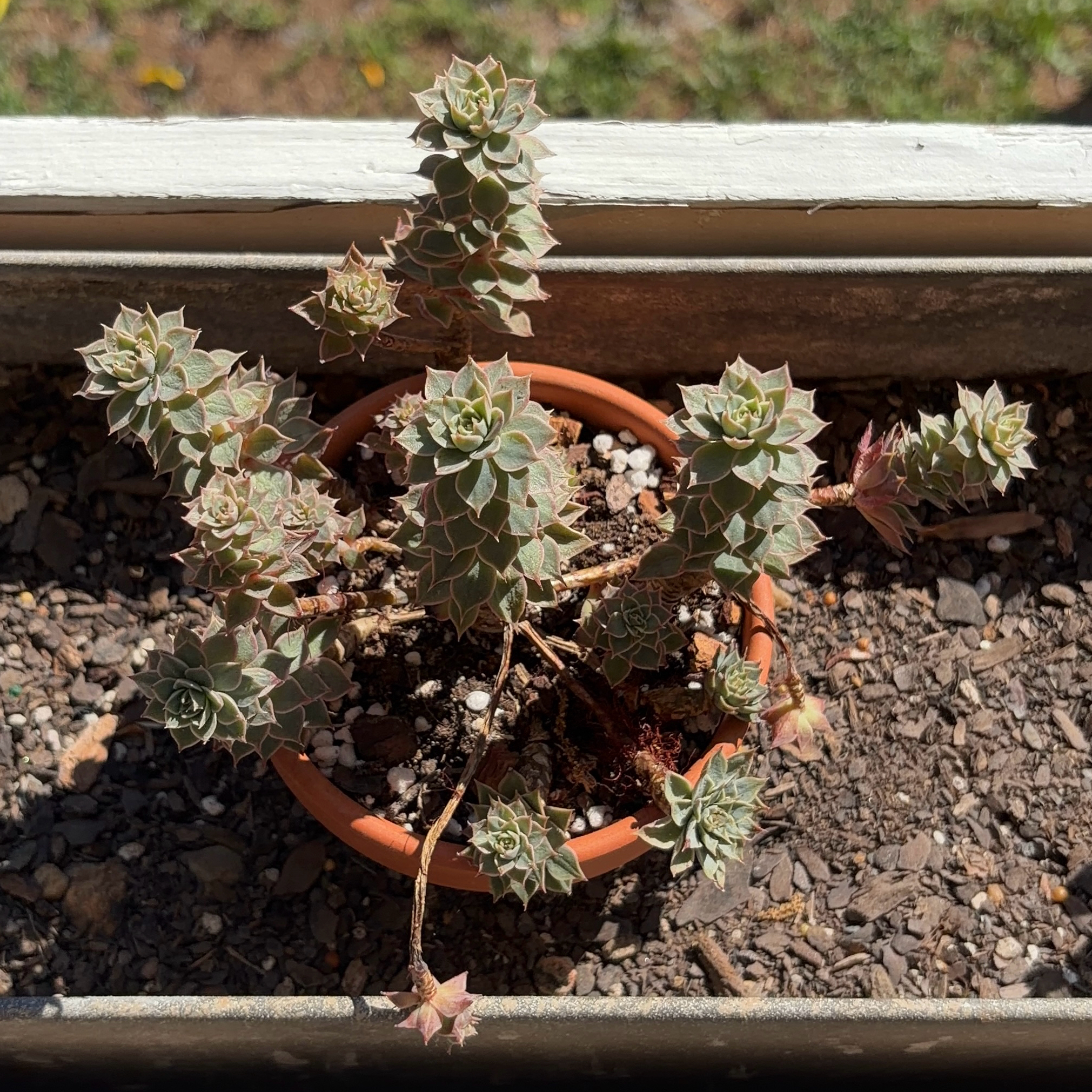 Photo of the plant species Bellum Altair by @JenniferNoel named James Dean on Greg, the plant care app