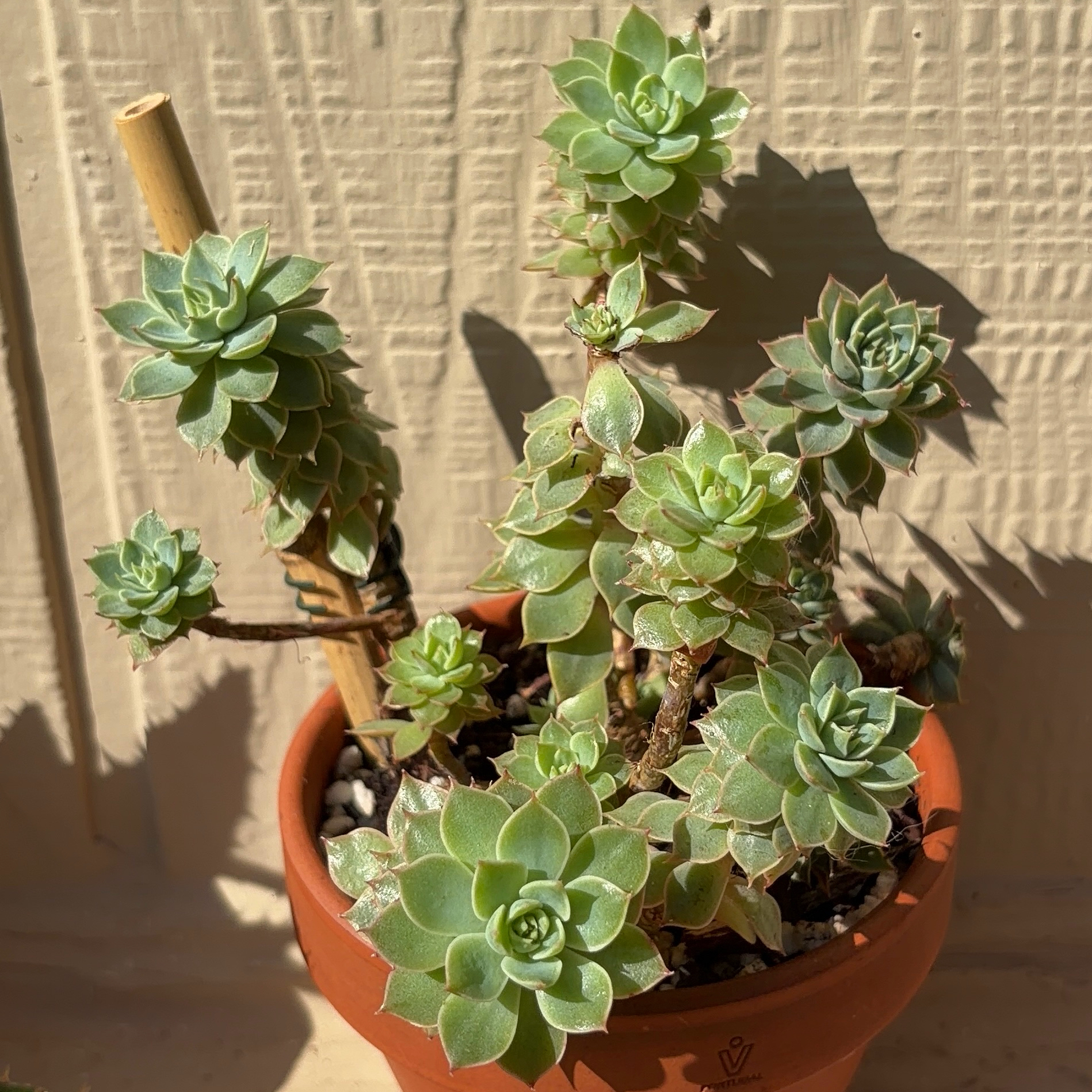 Photo of the plant species Bellum Altair by @JenniferNoel named James Dean on Greg, the plant care app