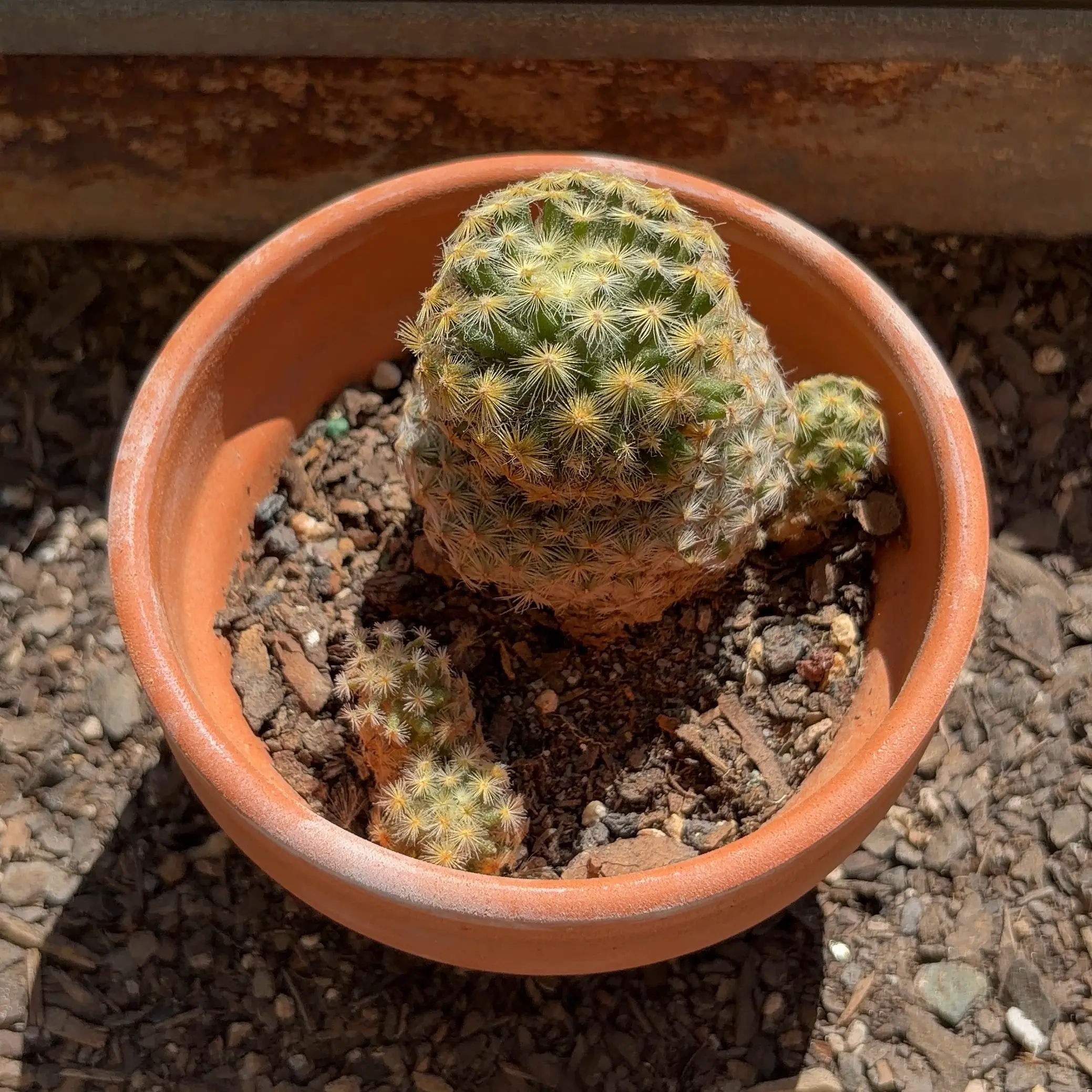 Photo of the plant species Isla Carmen Pincushion Cactus by @JenniferNoel named Walt on Greg, the plant care app