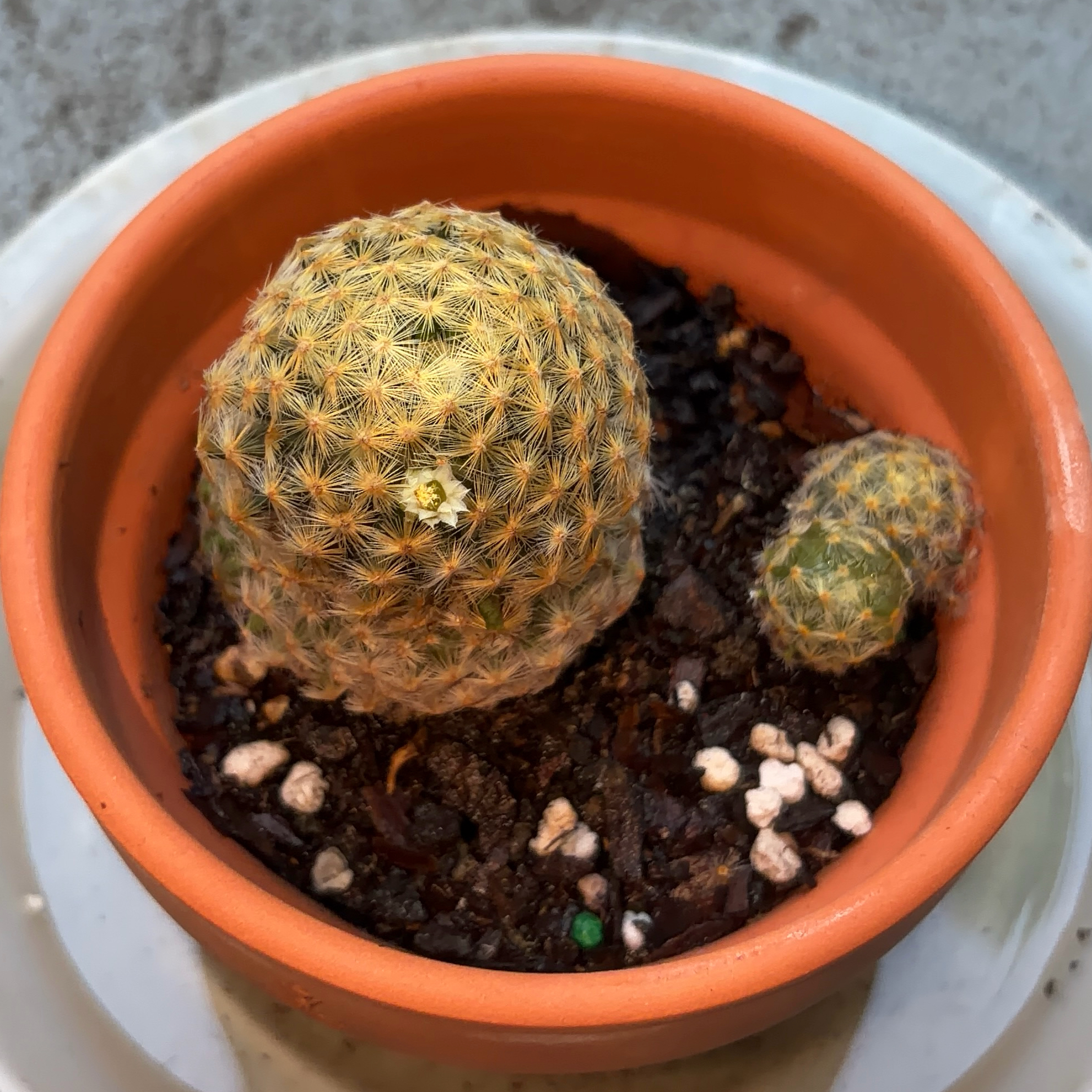 Photo of the plant species Isla Carmen Pincushion Cactus by @JenniferNoel named Walt on Greg, the plant care app